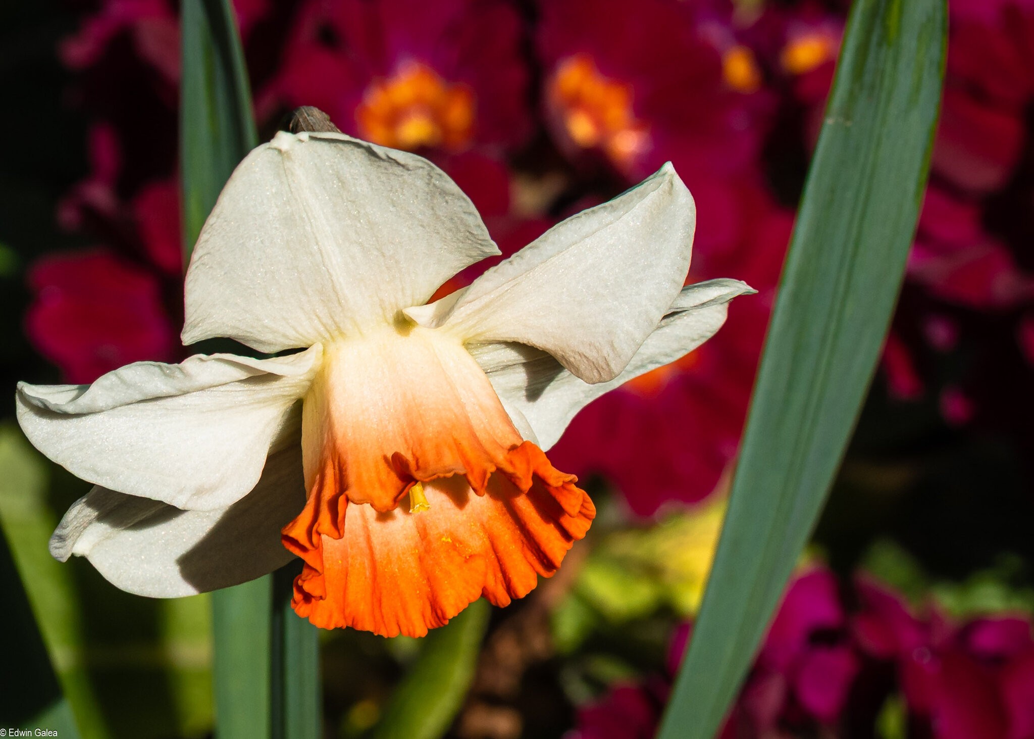 daffodil-4.jpg