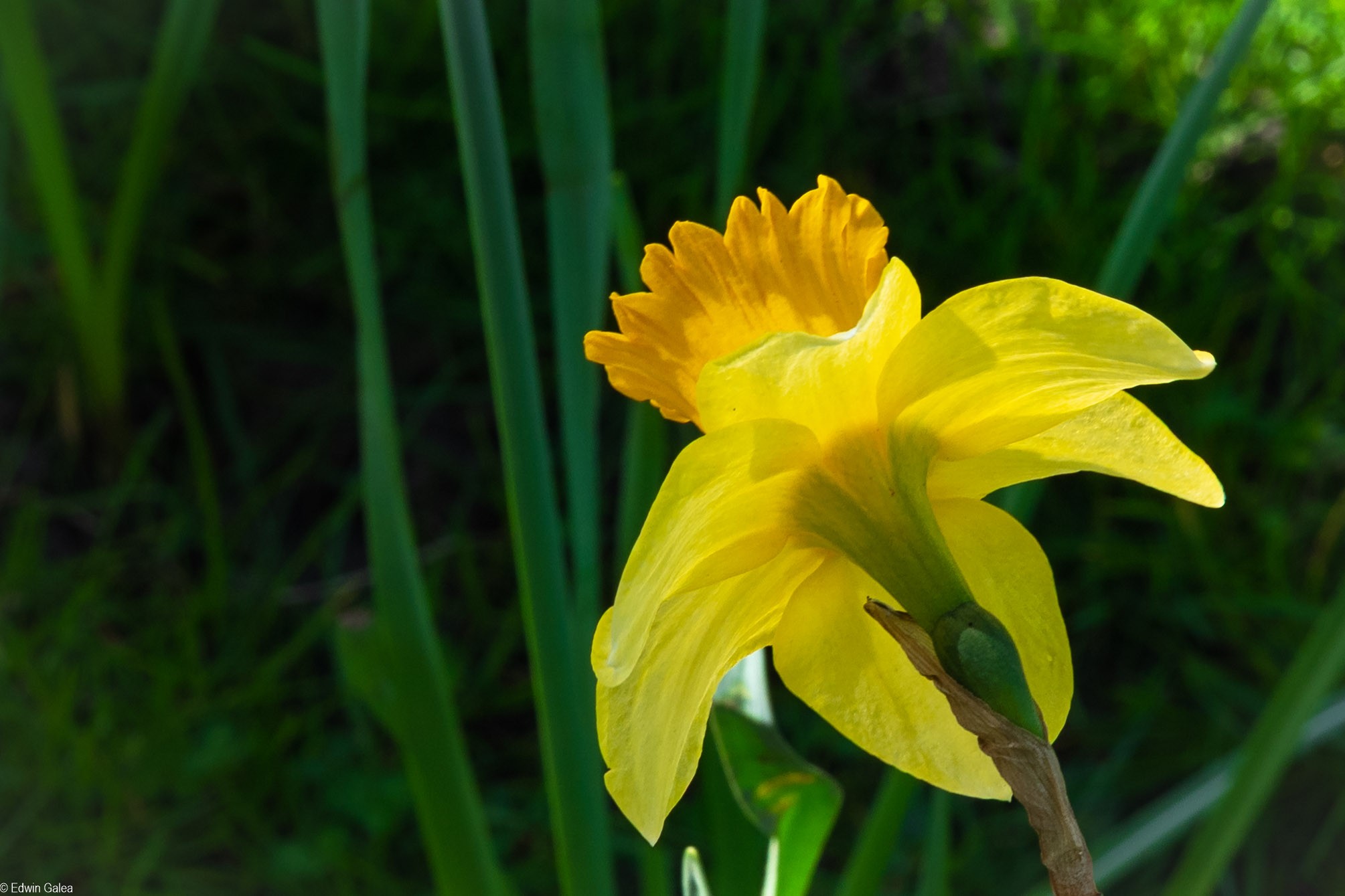 daffodil in the sun-2.jpg