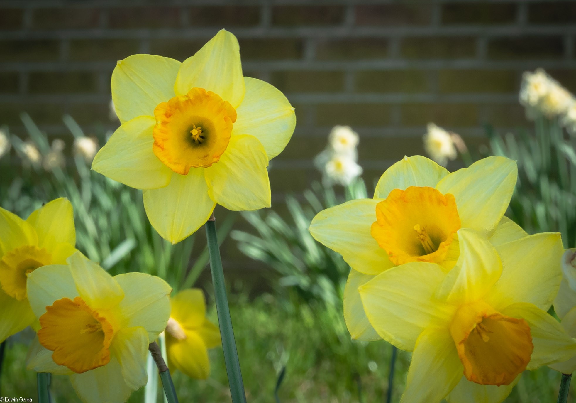 daffodils-3.jpg