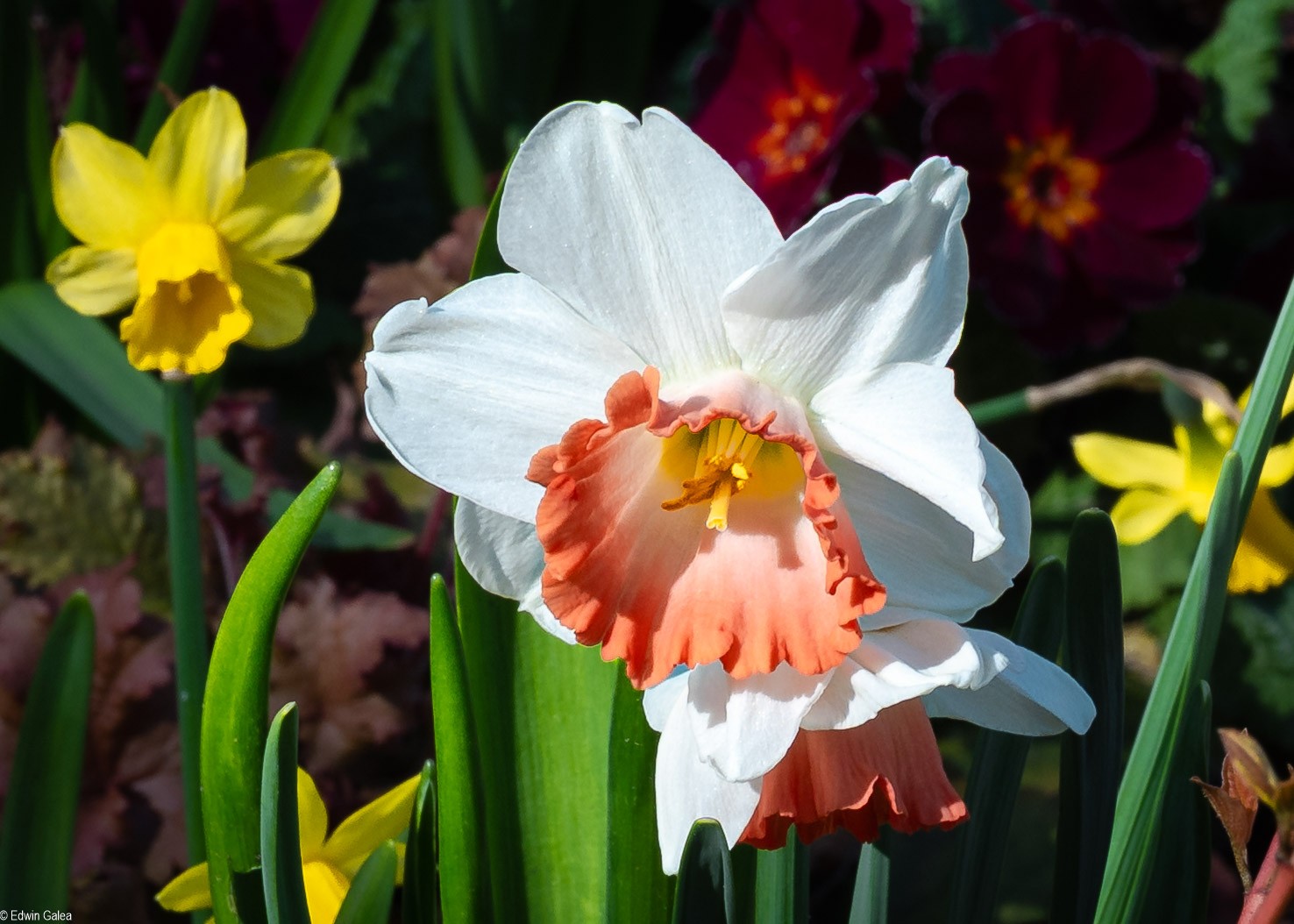daffodils-5.jpg