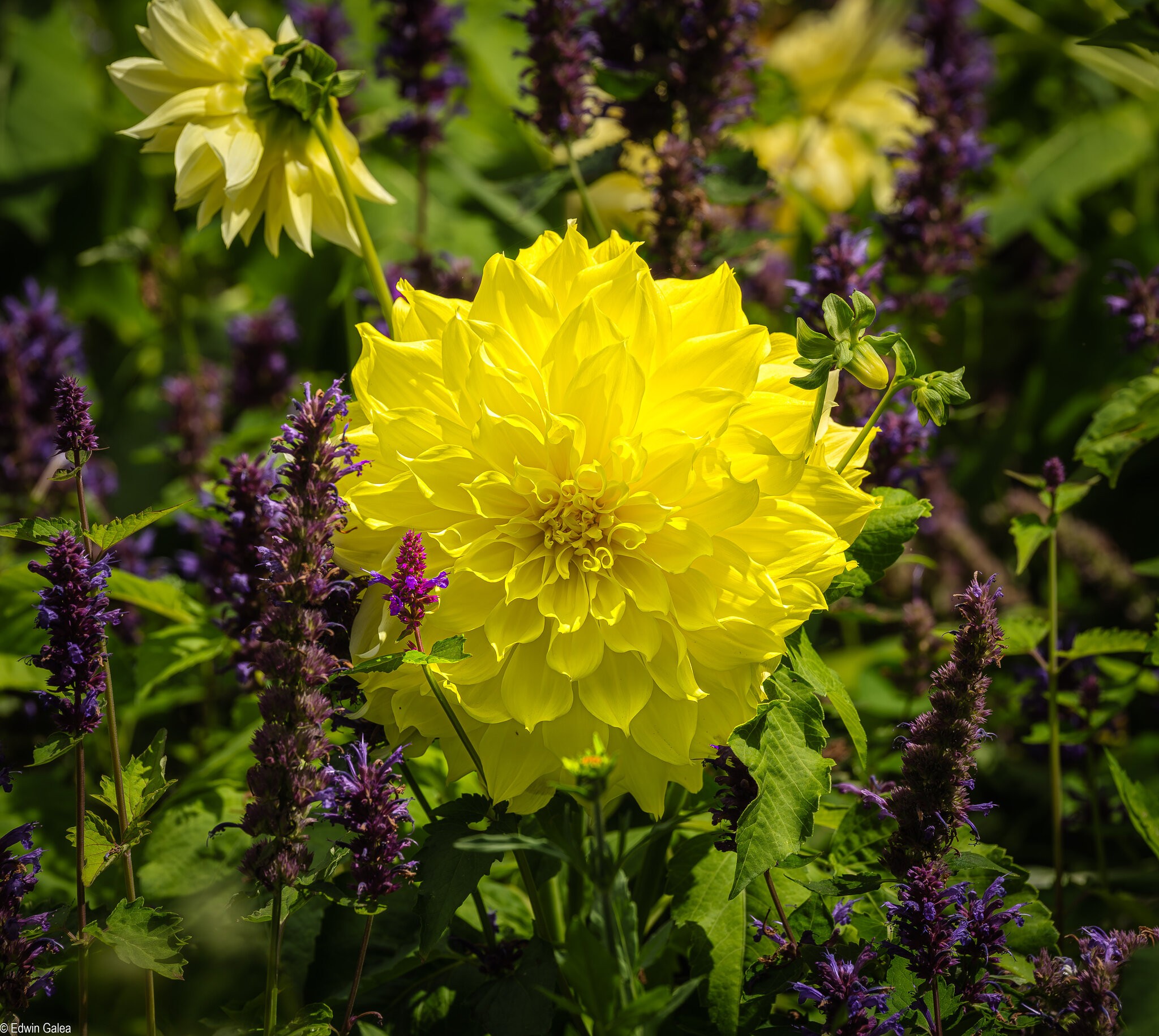 Dahlia in Greenwich park-2.jpg