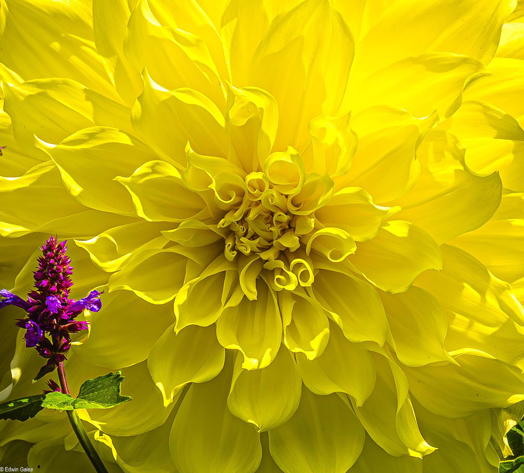 Dahlia in Greenwich park-3.jpg
