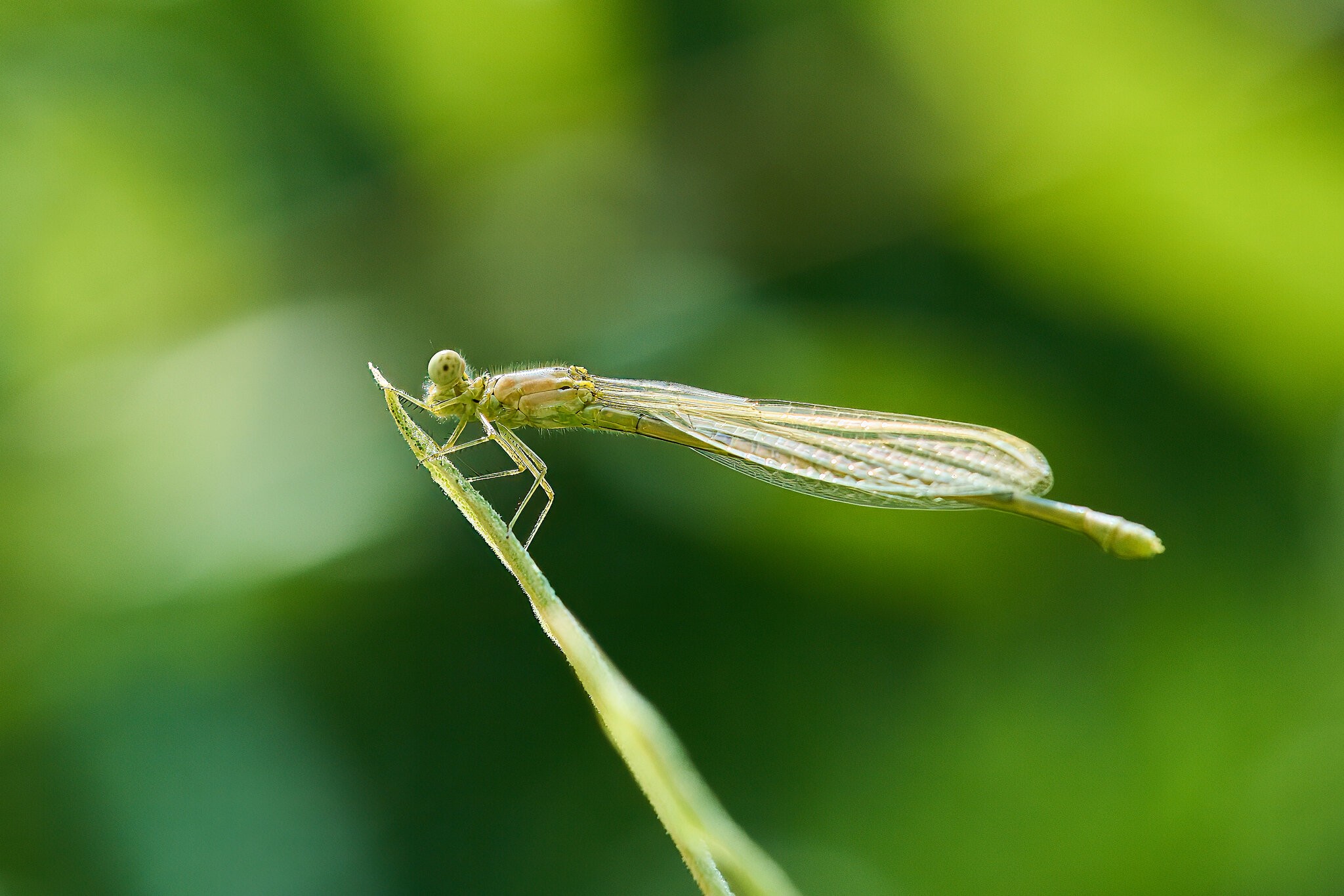 Damselfly - Home - 07272025 - 01 - rDN_1.jpg