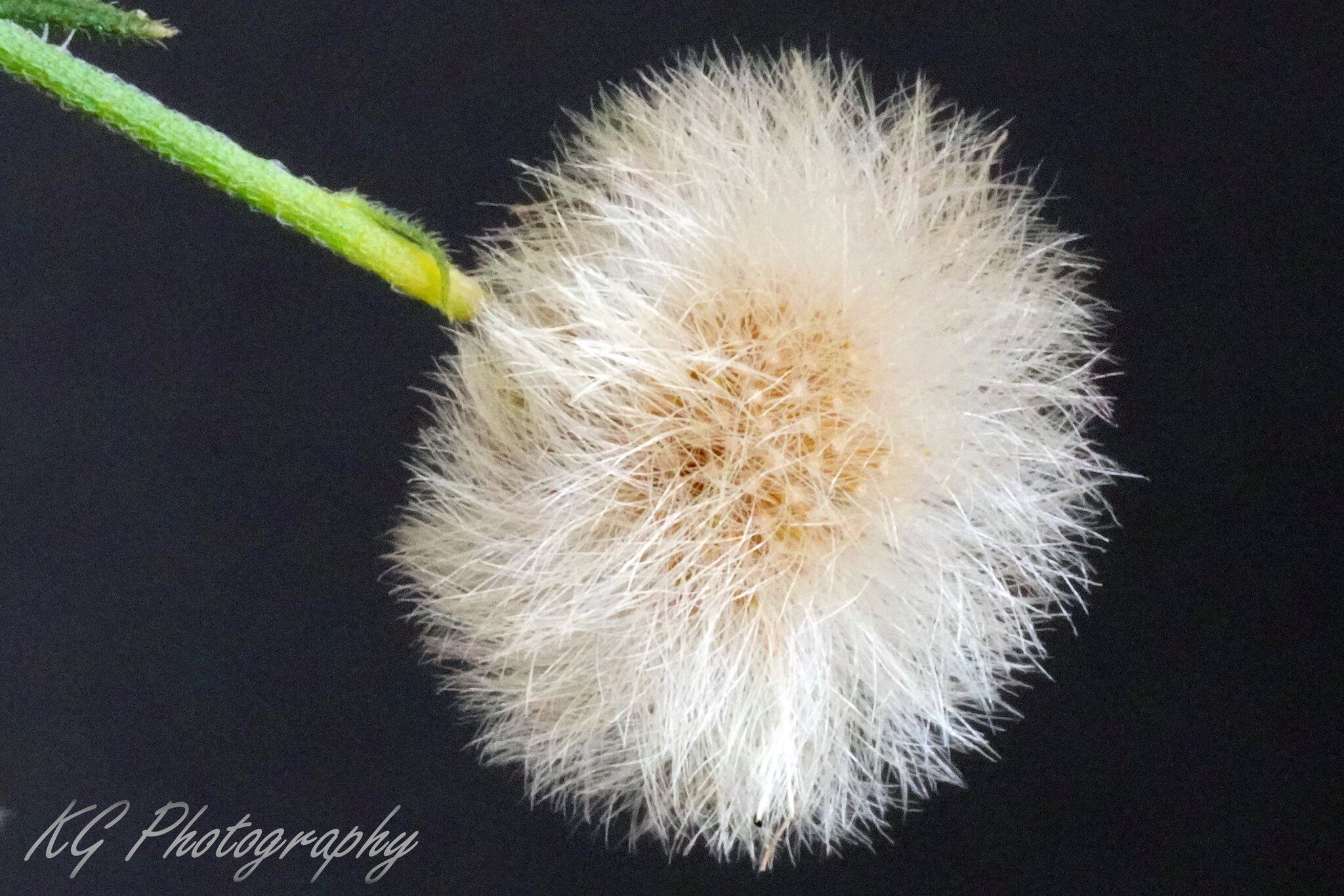 Dandelion edit 3.JPG