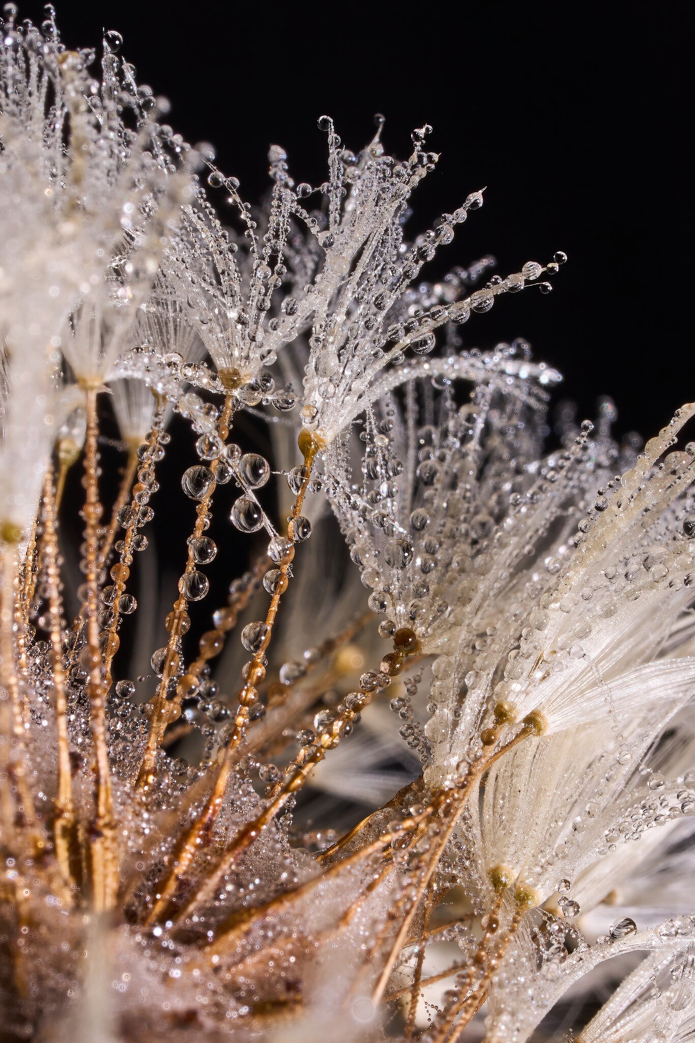 Dandelion Seed - 01102026 - 04 - DN.jpg