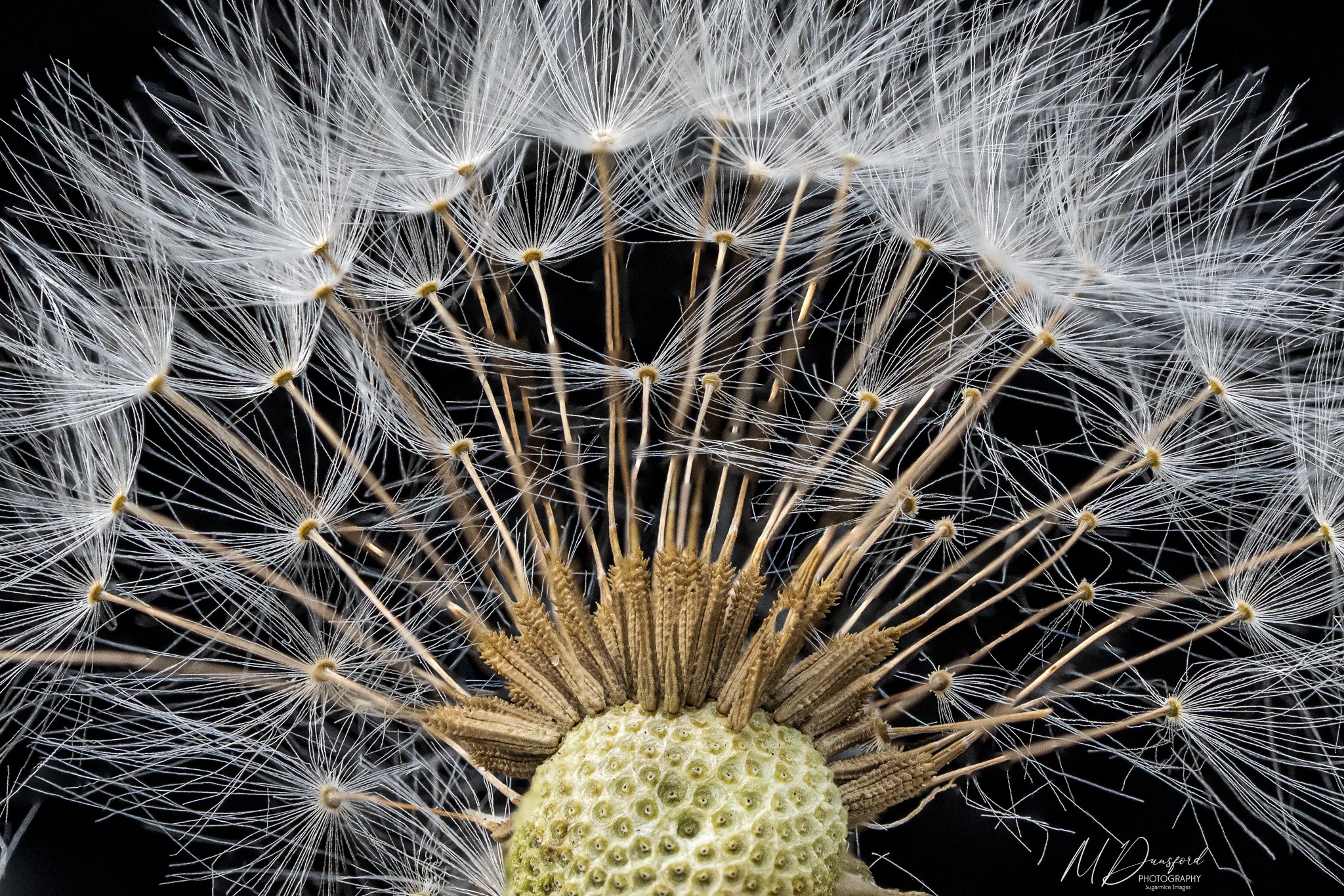 dandelion20250814fb.jpg