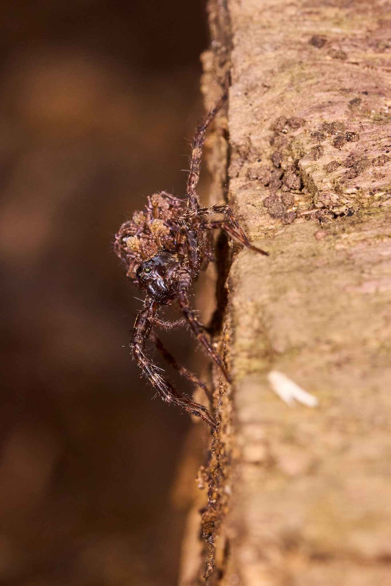 Dark Fishing Spider - 1St State NP - 08142026 - 02.jpg