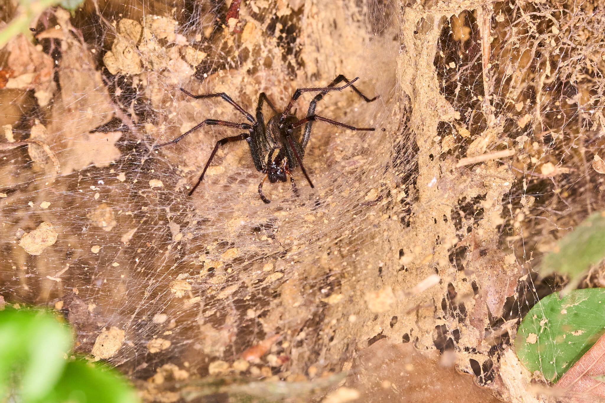 Dark-legged Grass Spider - 1St State NP - 08142026 - 03.jpg