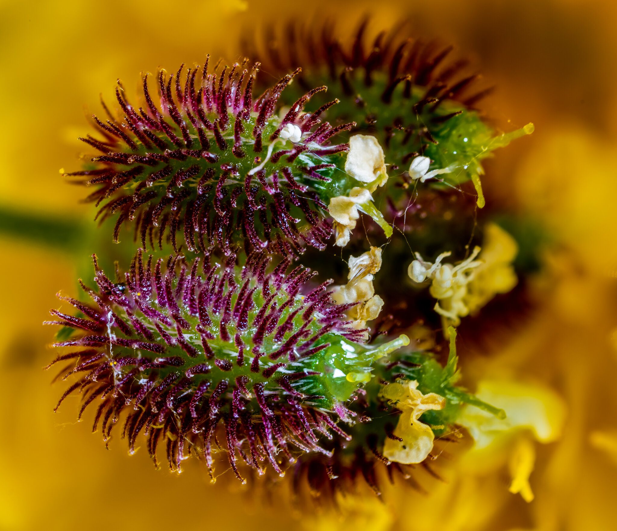 Dawg Burrs.jpg