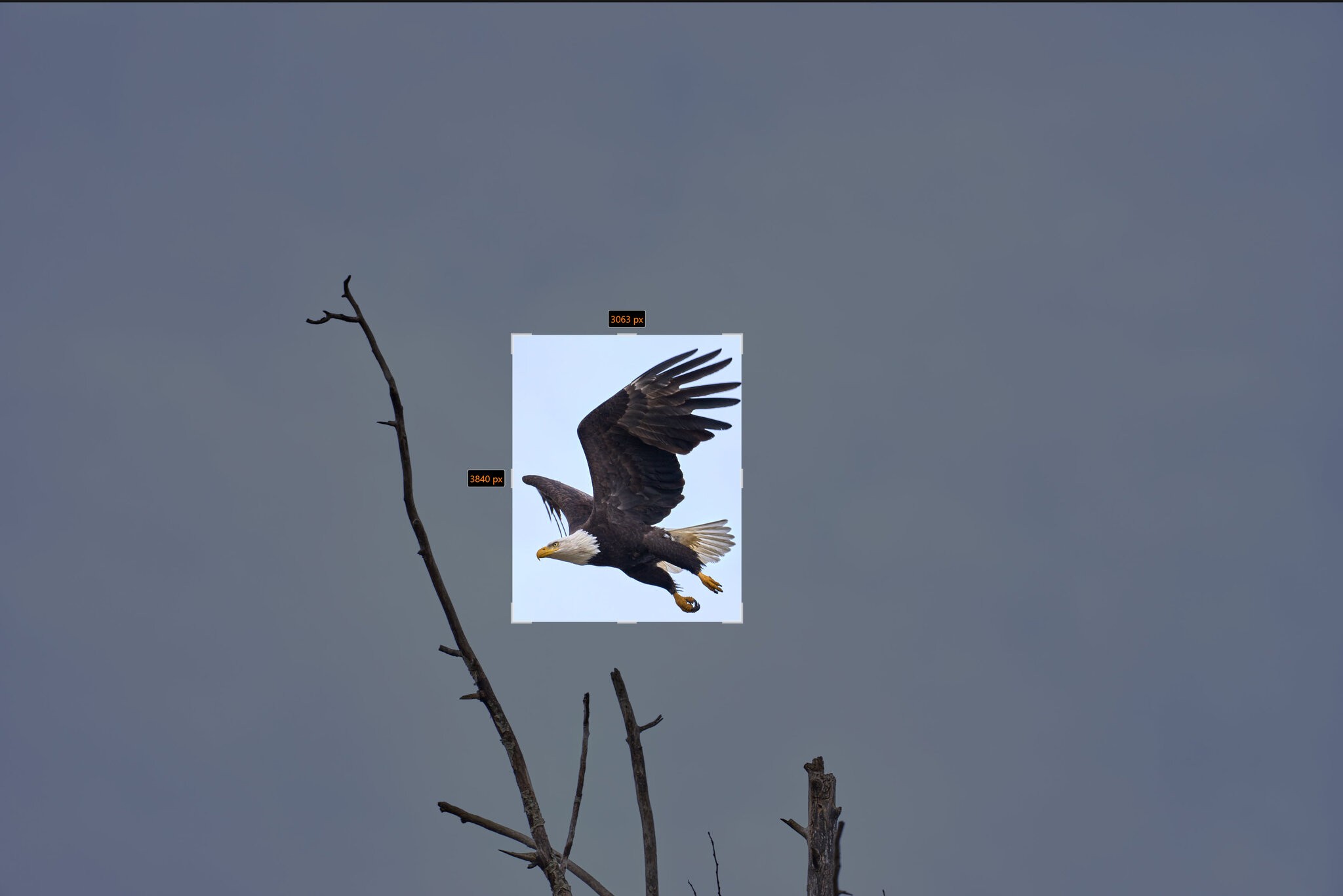 deep crop eagle 2.jpg