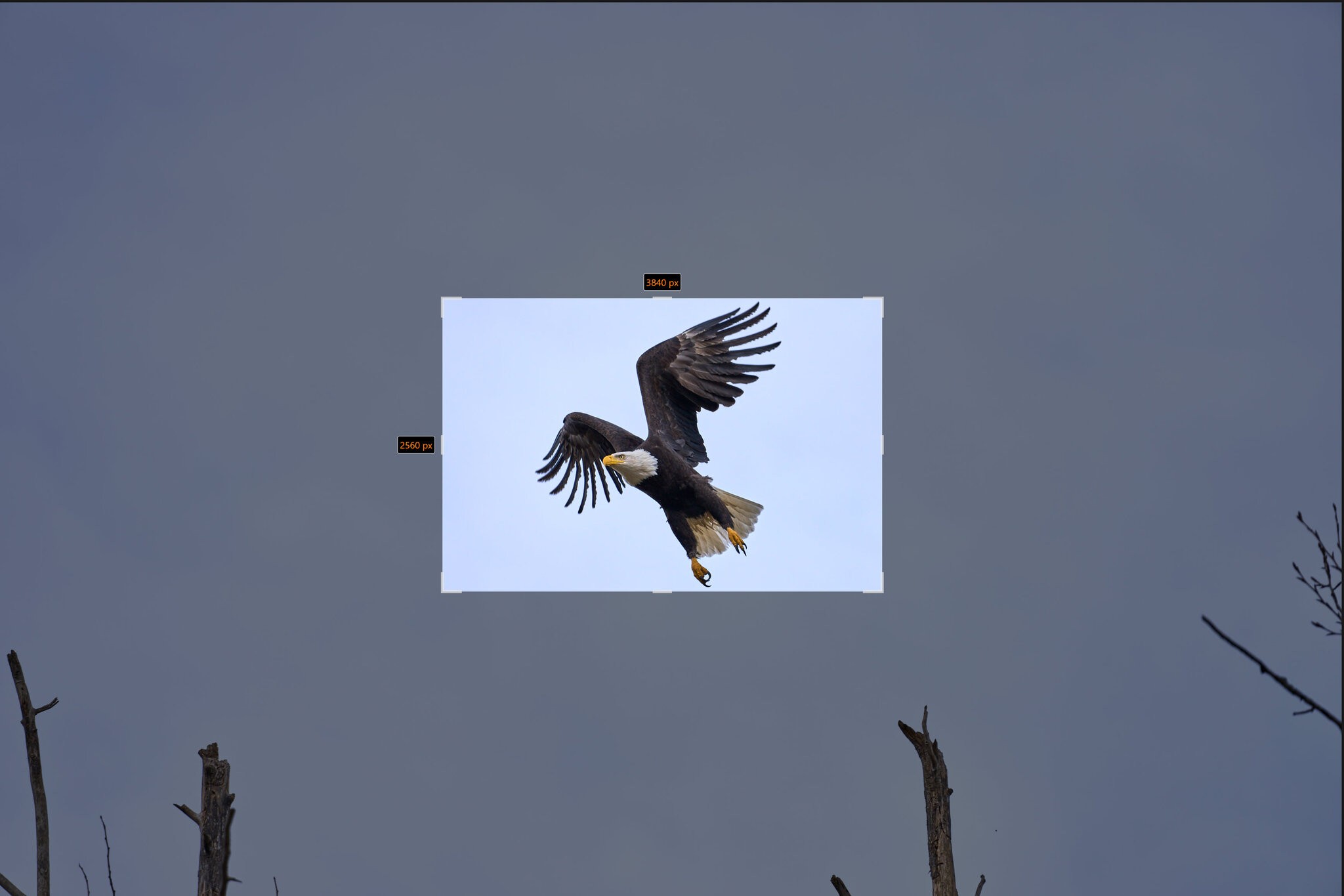 deep crop eagle.jpg