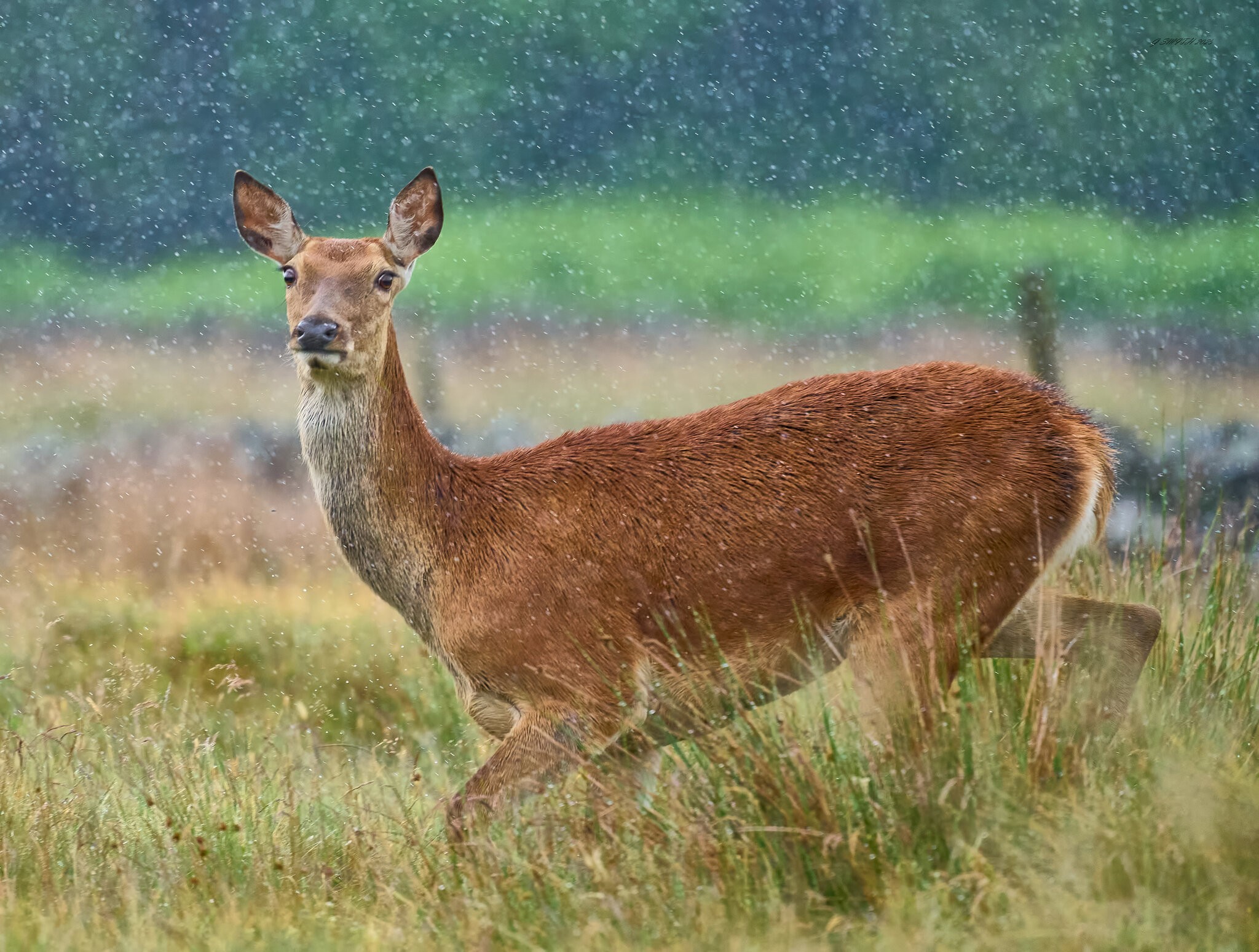deer 2025.jpg