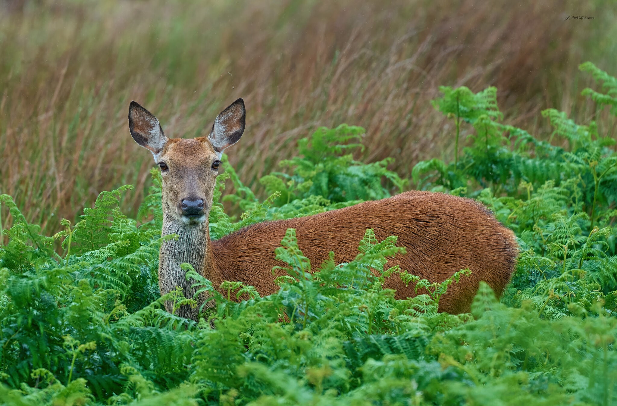 deer 2025_1.jpg