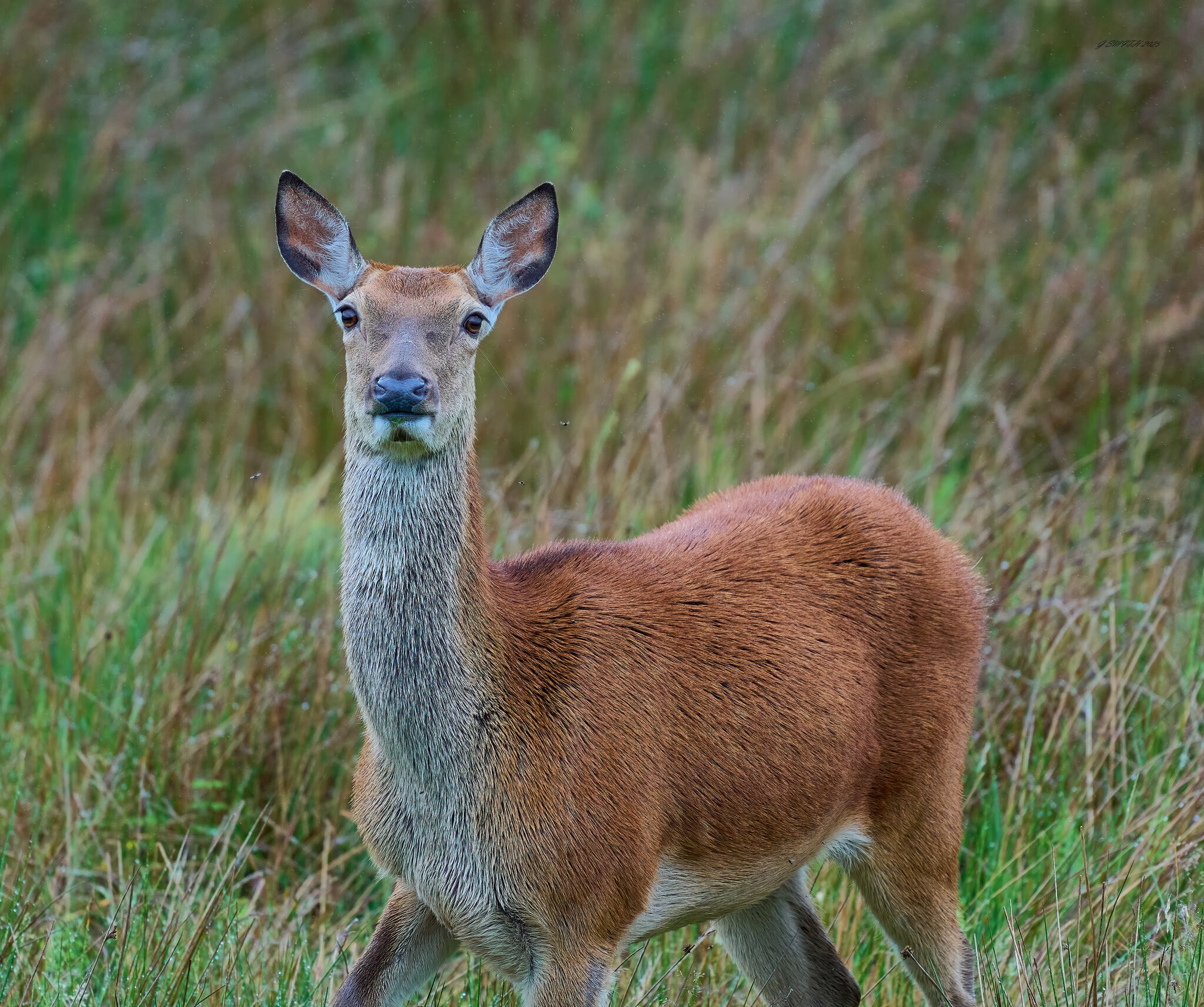 deer 2025_2.jpg