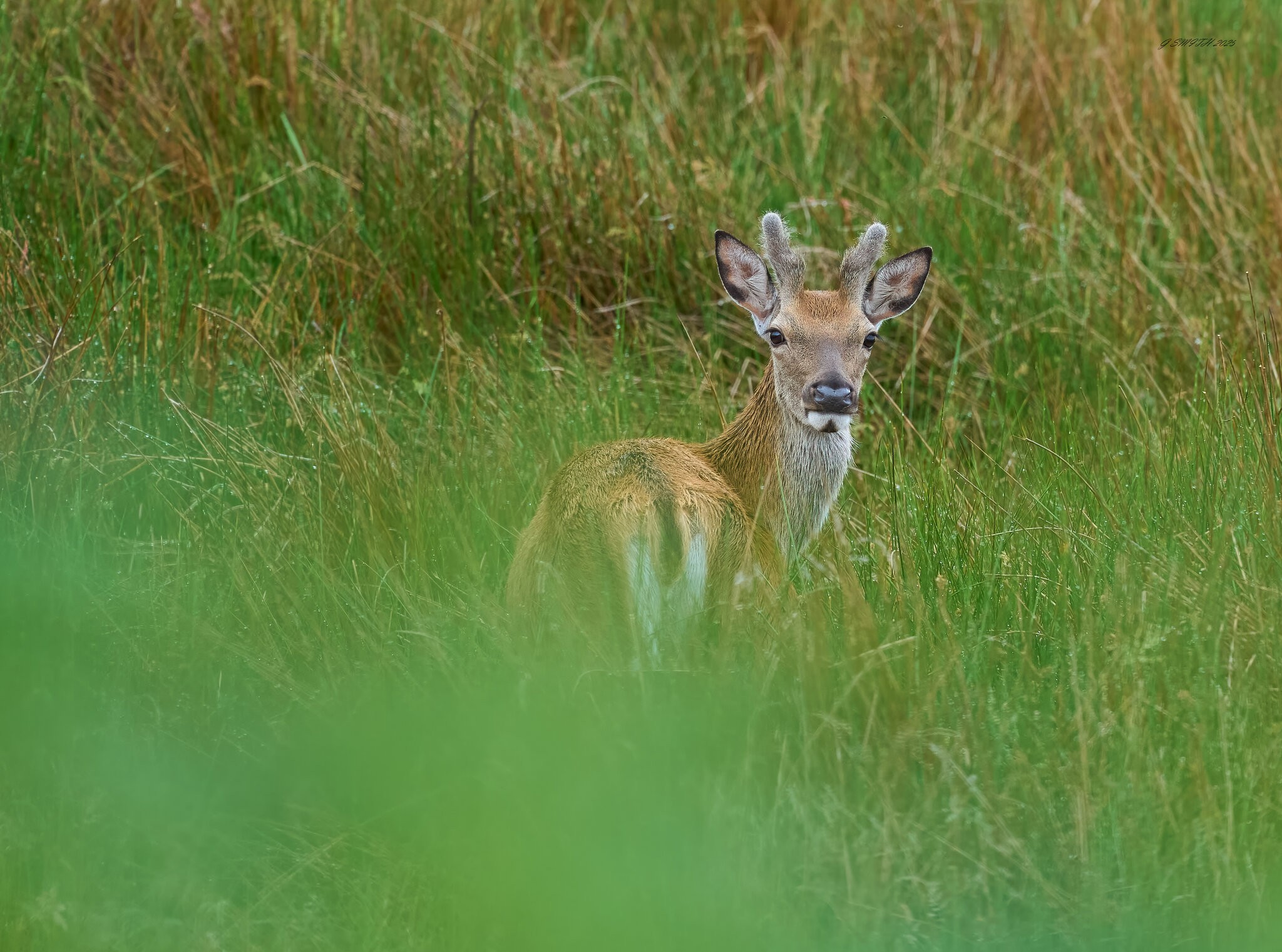 deer 2025_7.jpg