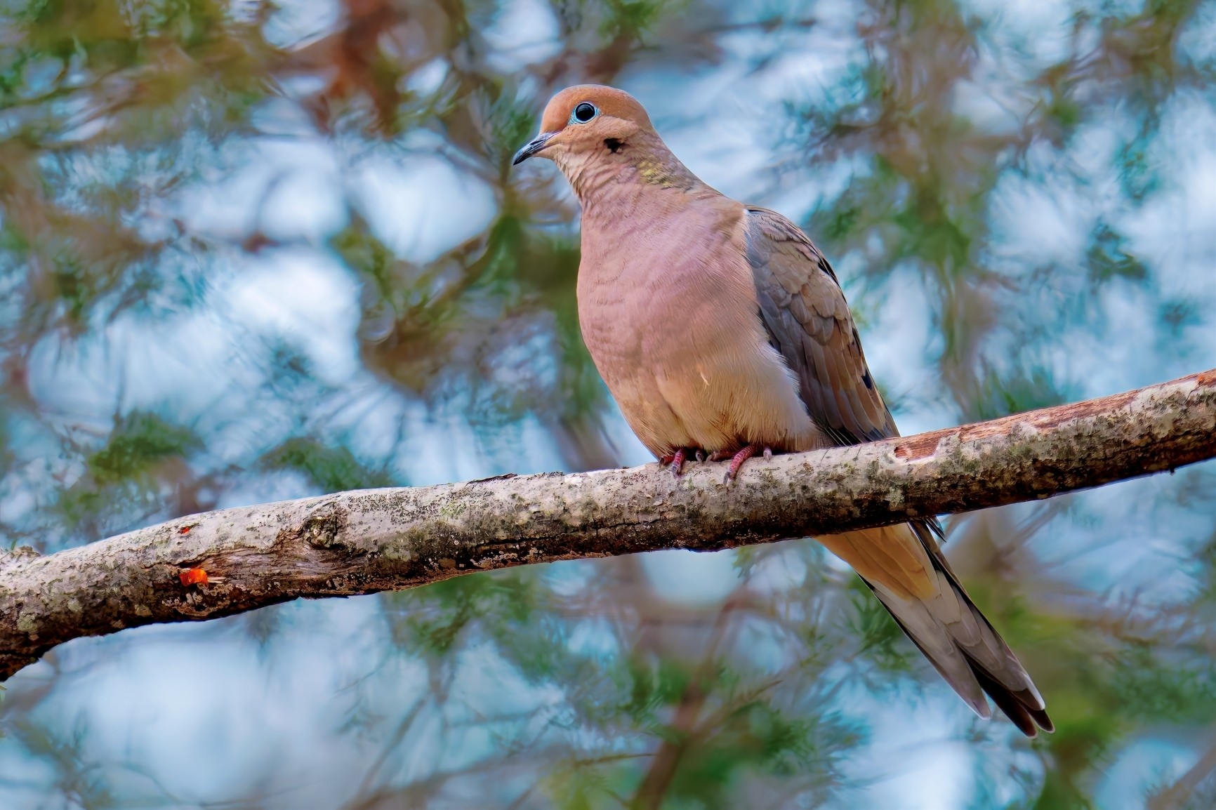 Did I see a hawk.jpeg