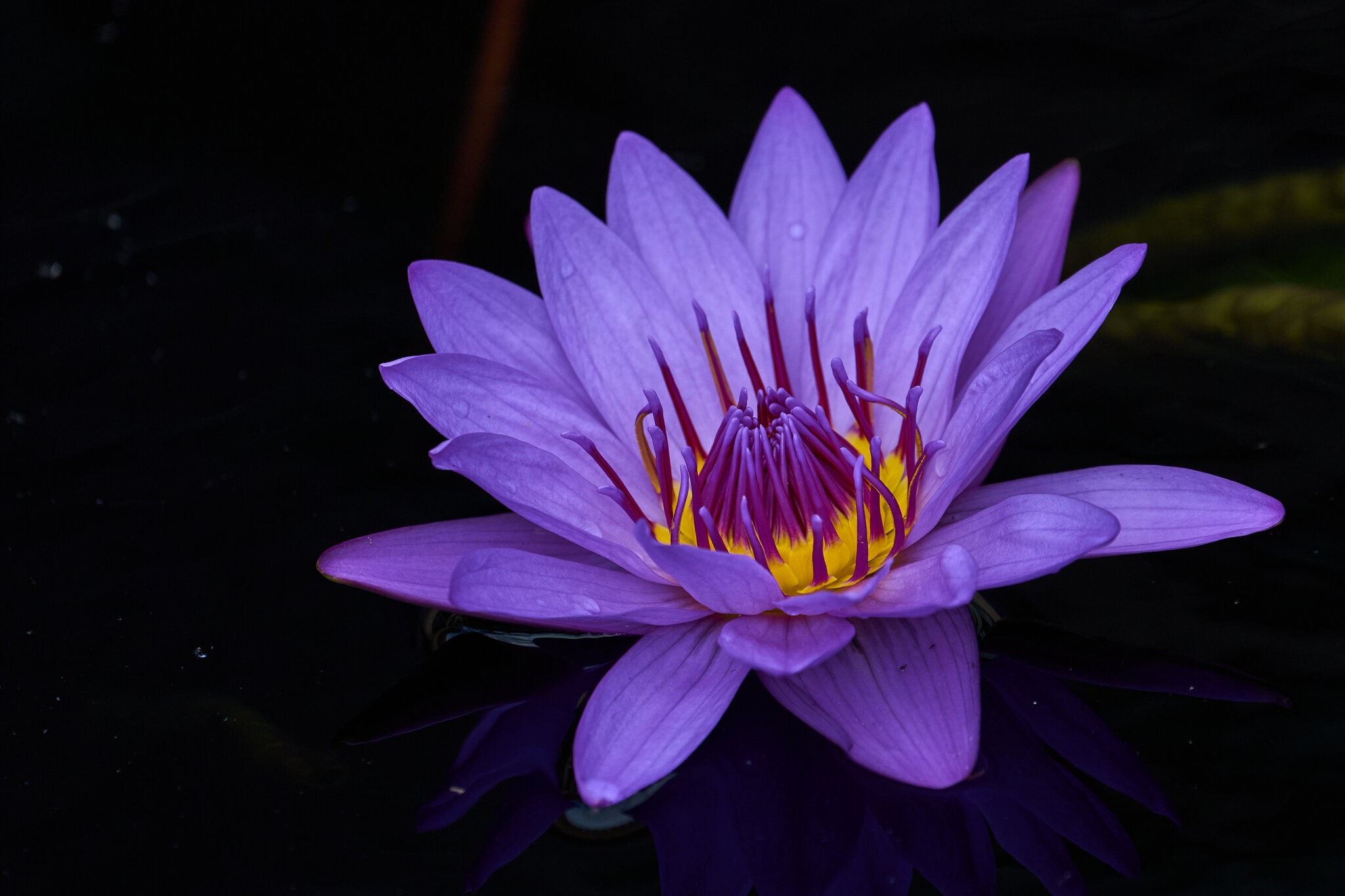 Director George T Moore Waterlily - Longwood - 05242025 - 02.jpg