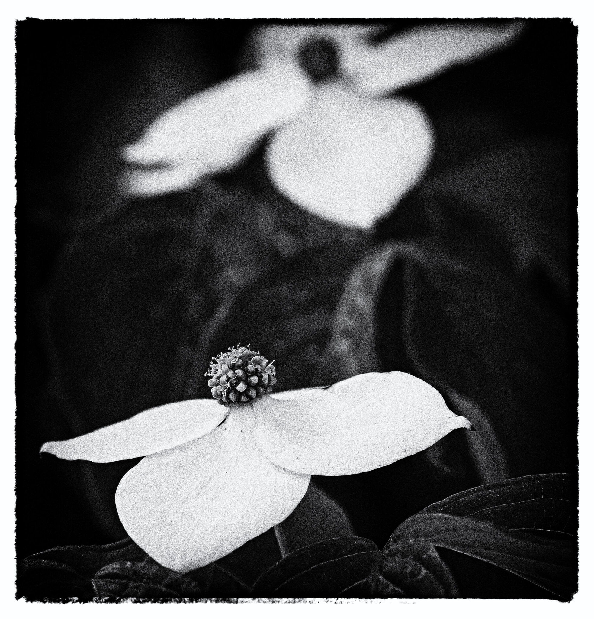 Dogwood Blossoms (B&W).jpeg
