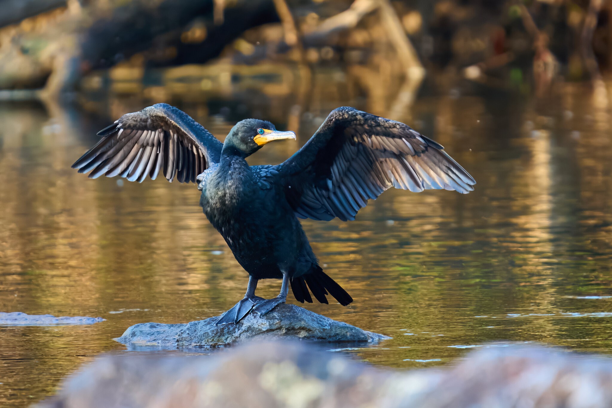 Double Crested Cormorant - Brandywine - 04042026 - 02 - rDN.jpg