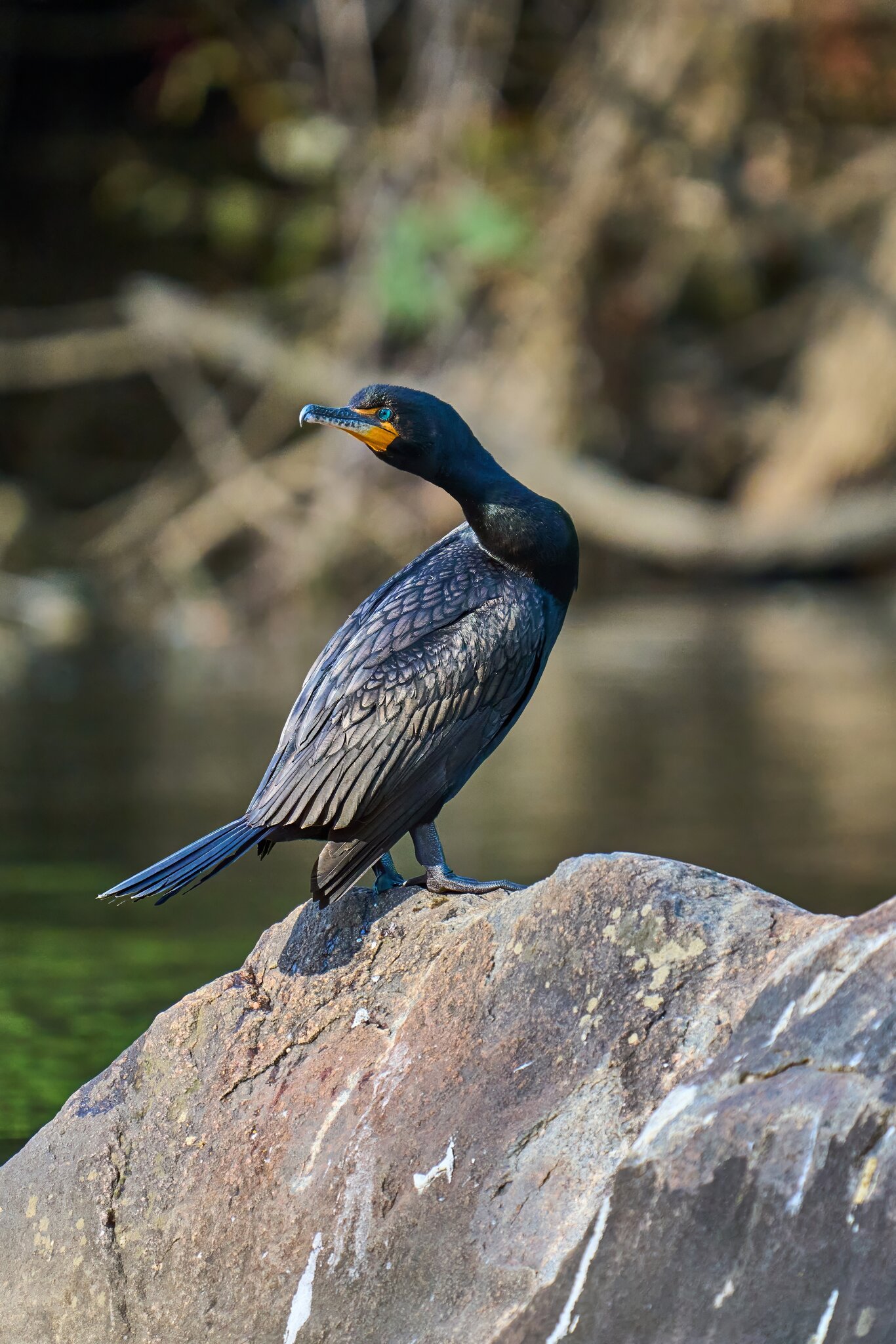 Double-Crested Cormorant - Brandywine - 05252025 - 01 - DN.jpg