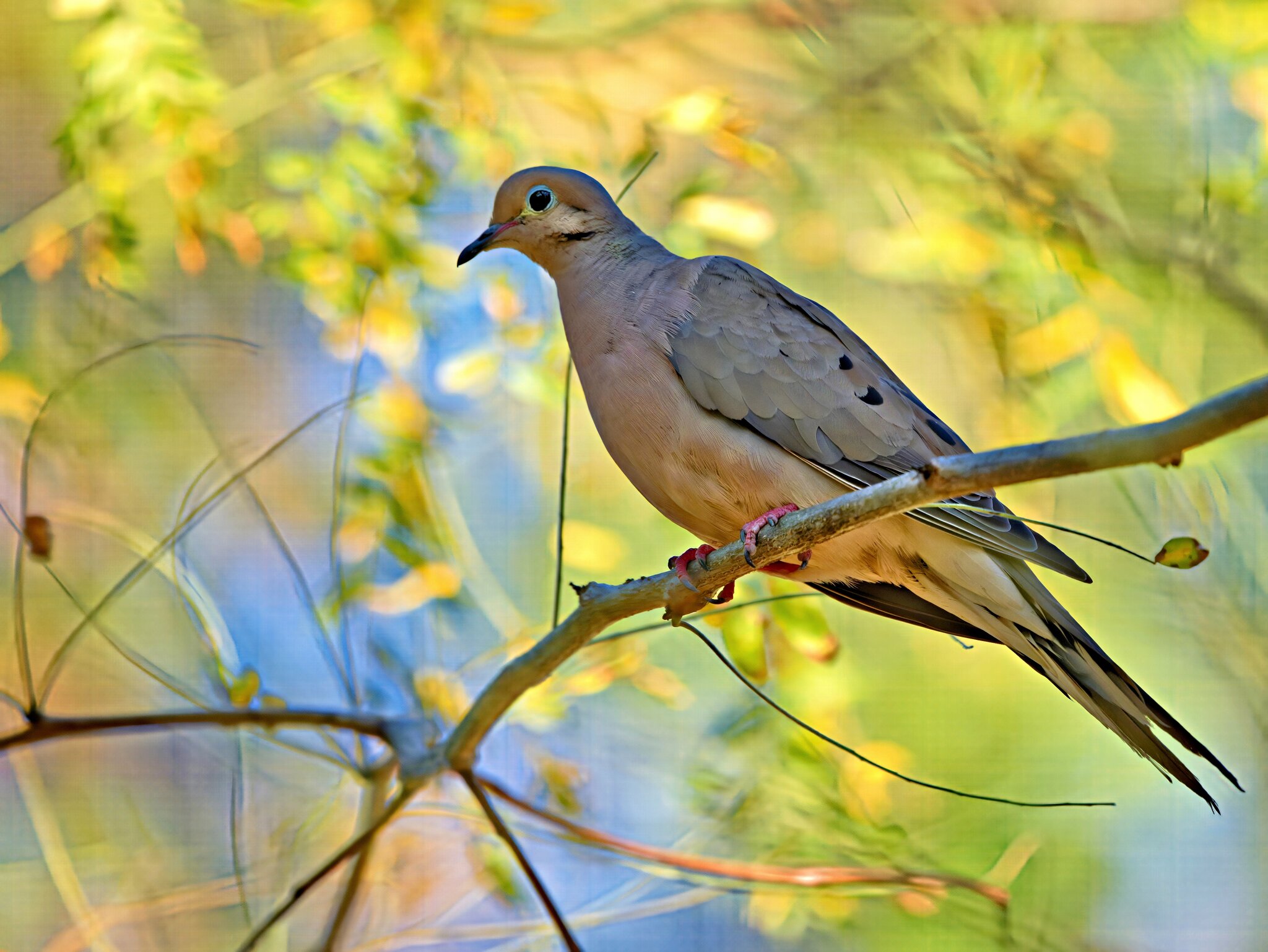 Dove1 SM.jpg