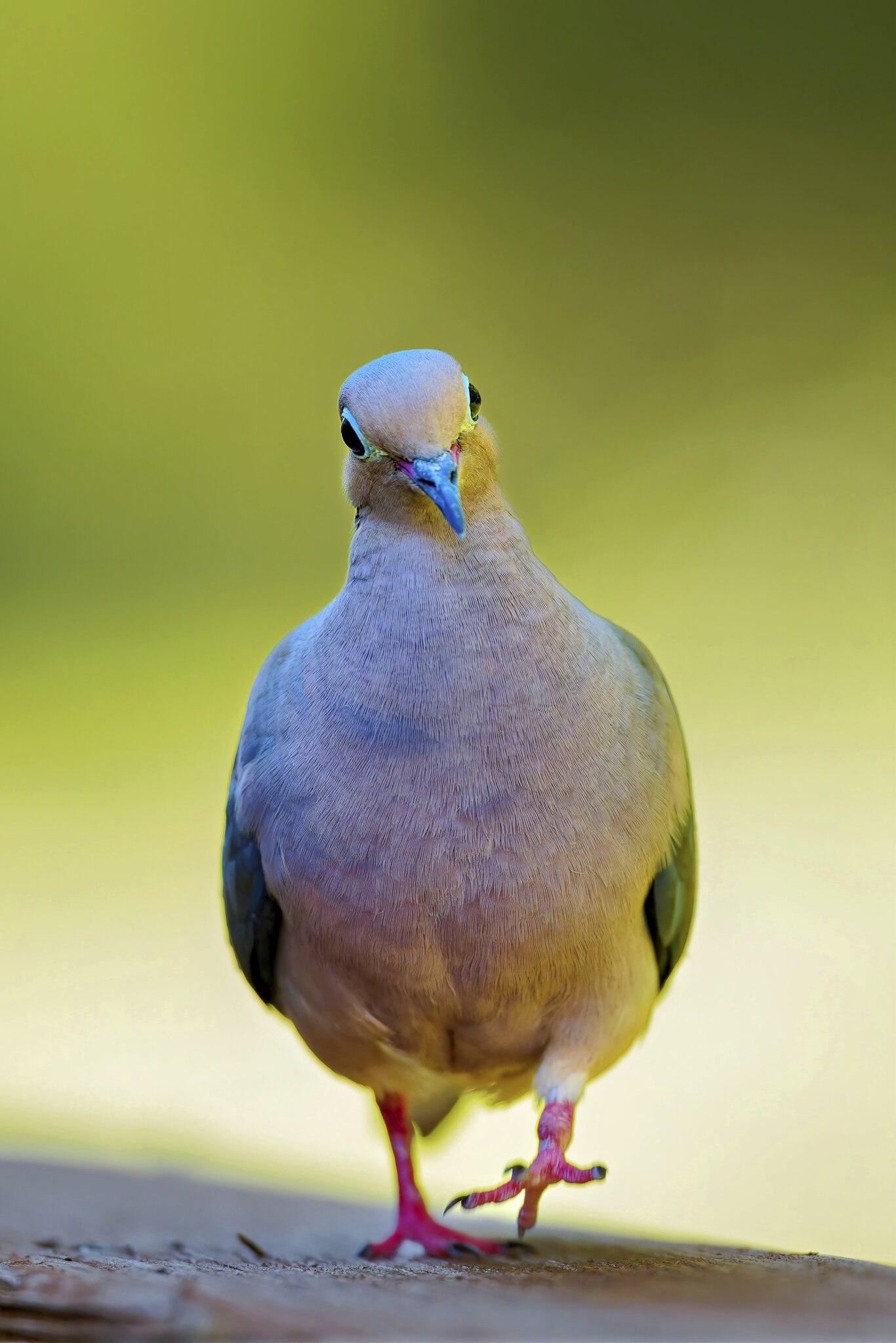 Dove3.jpg