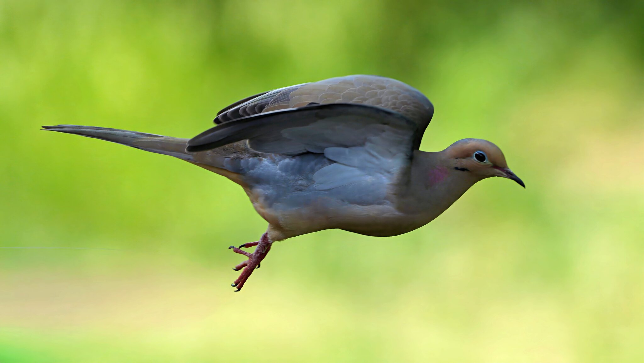 Dove7sm.jpg