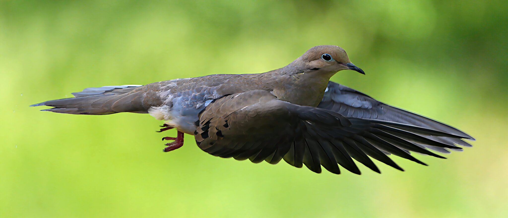 Dove8sm.jpg