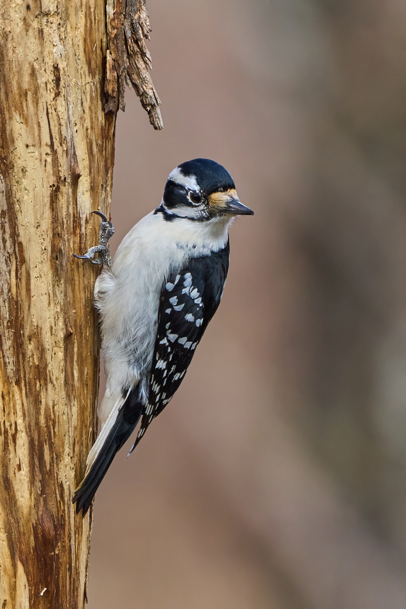 Downy Woodpecker - Ashland - 02022025 - 02 - DN.jpg