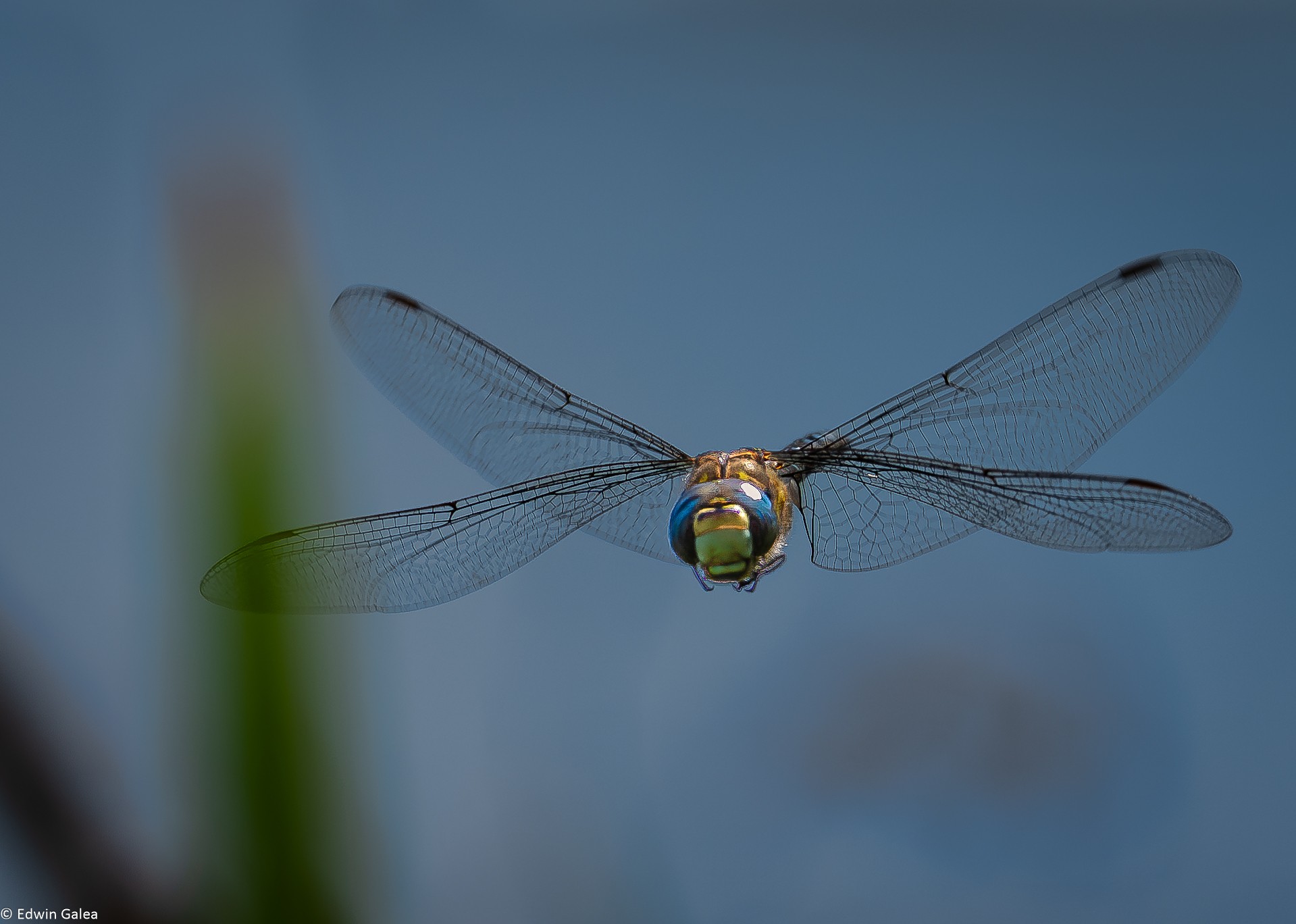 dragonfly-1.jpg