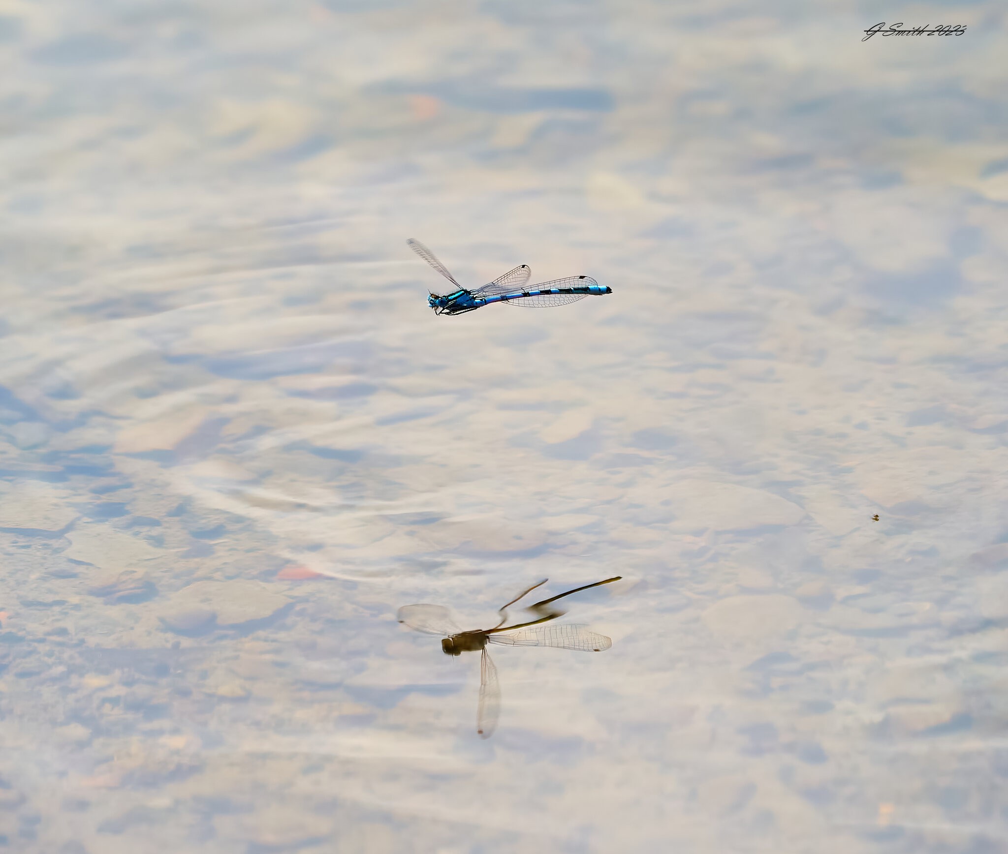 dragonfly 2023 1.jpg