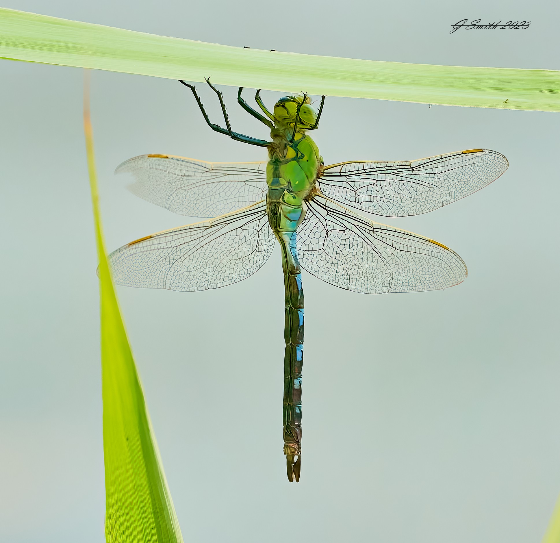 dragonfly 2023 10.jpg