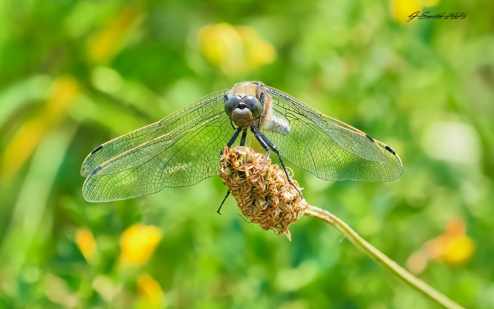 dragonfly 2023 11.jpg
