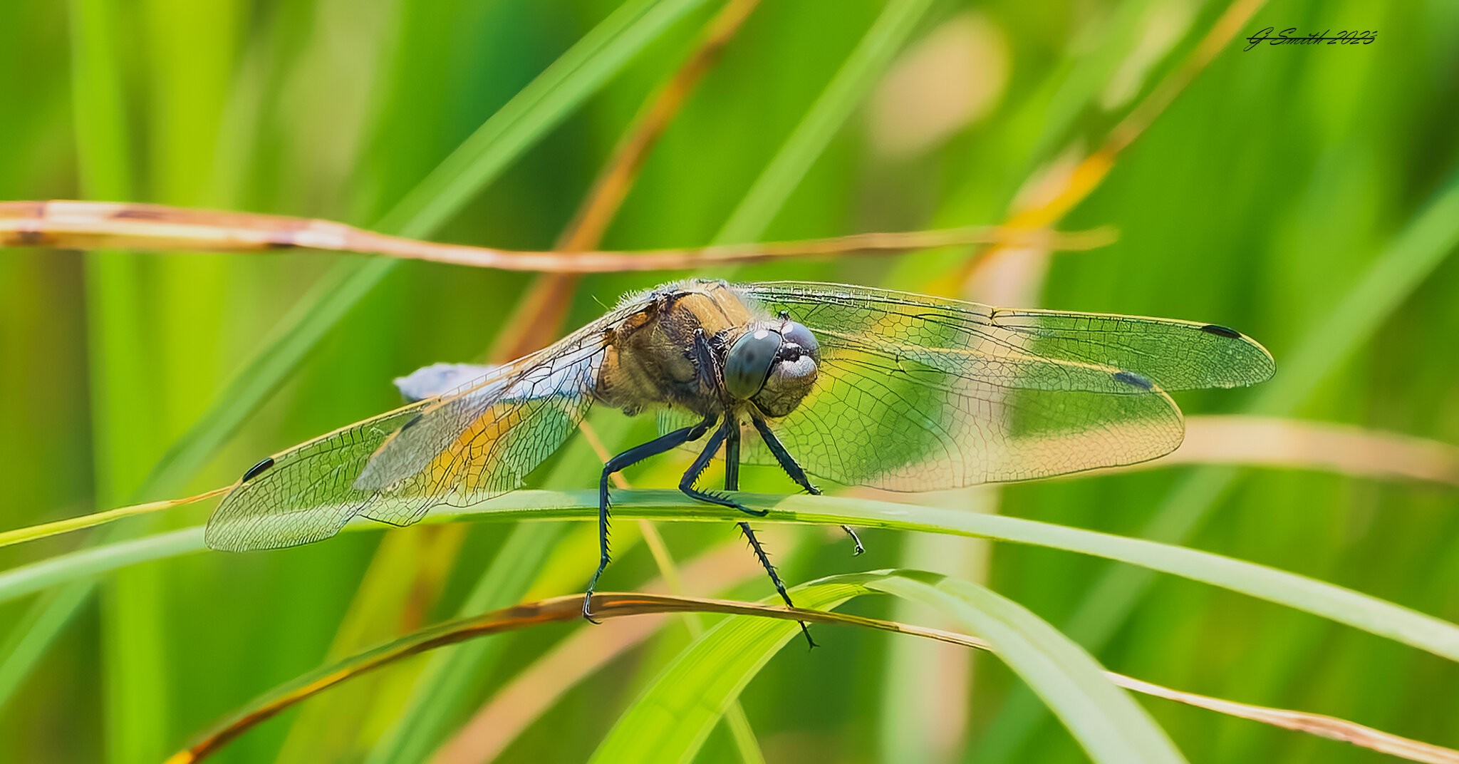 dragonfly 2023 12.jpg