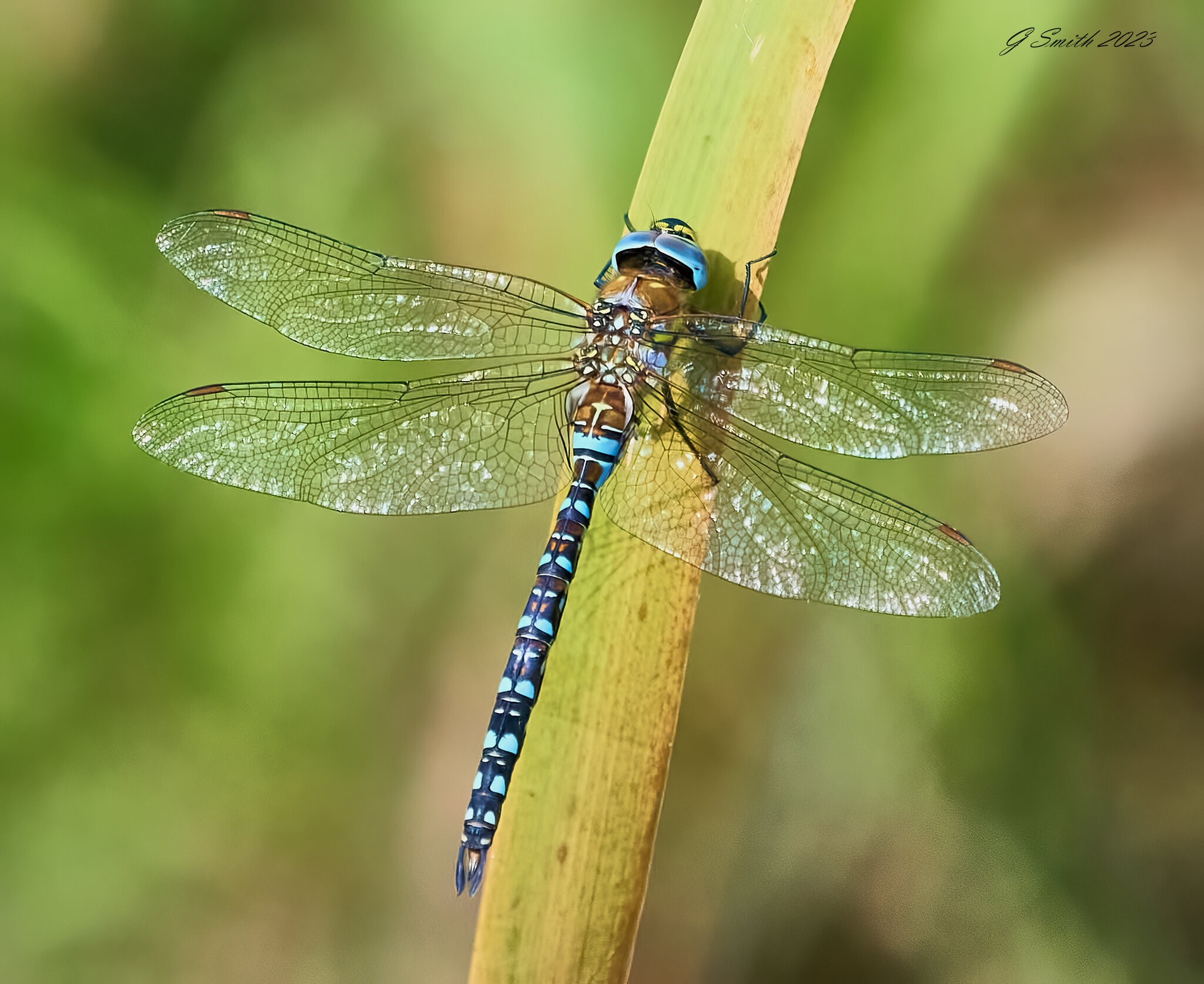 dragonfly 2023 30.jpg