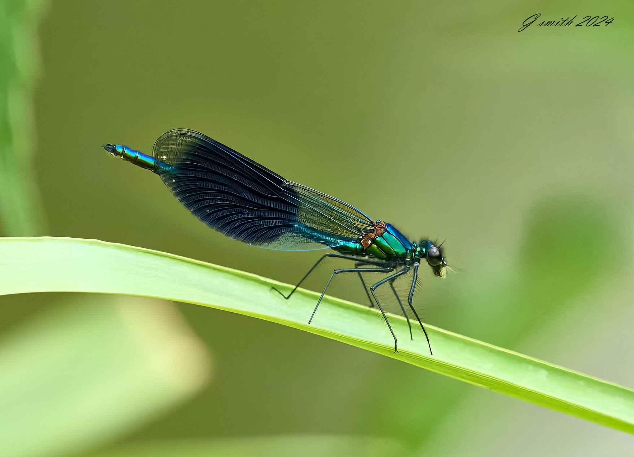 dragonfly 2024.jpg