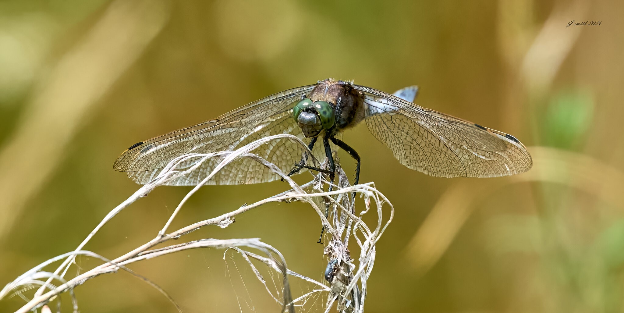 dragonfly 2025 (2).jpg