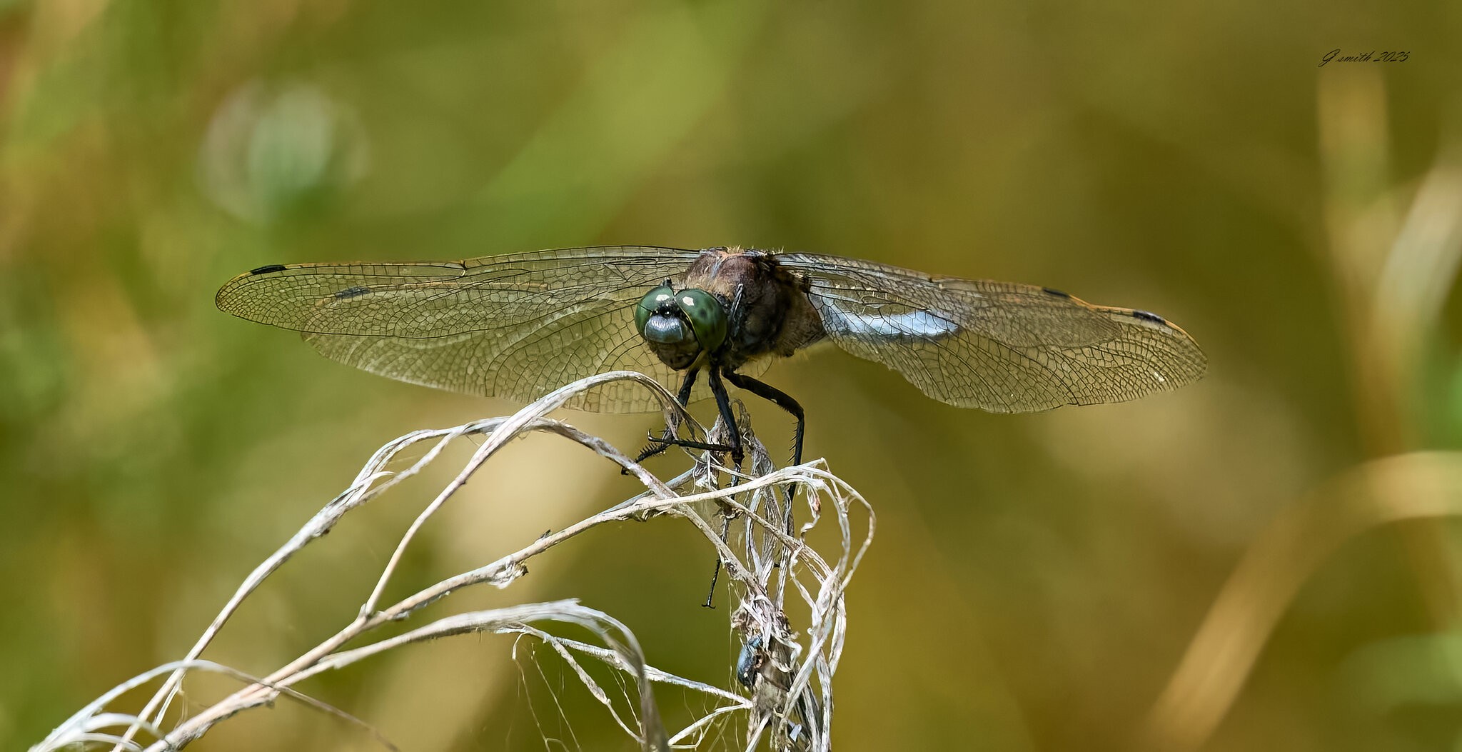 dragonfly 2025_2.jpg