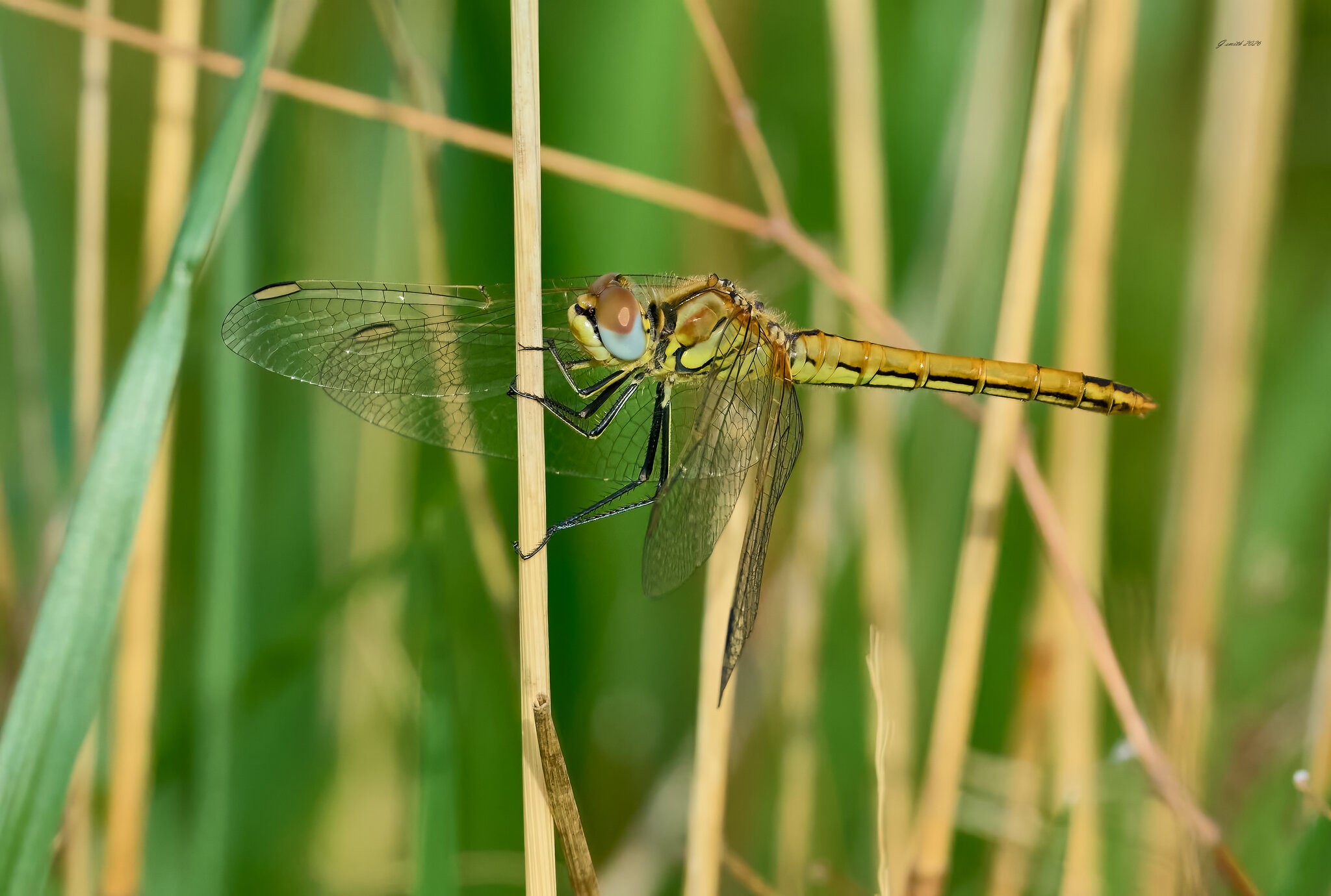 dragonfly 2026_25.jpg