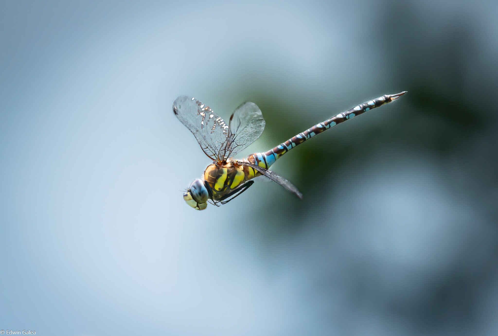 dragonfly-4.jpg