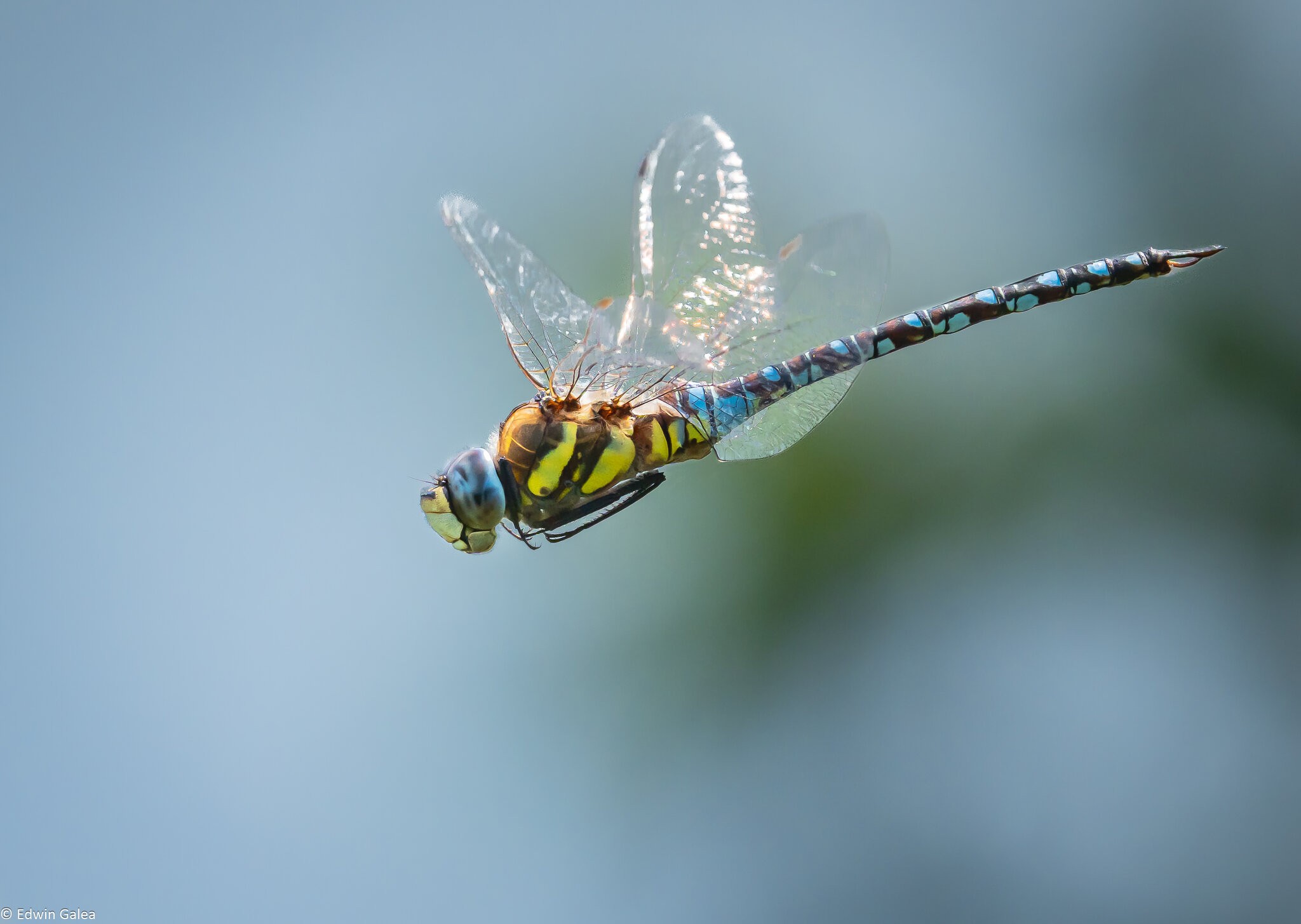 dragonfly-5.jpg