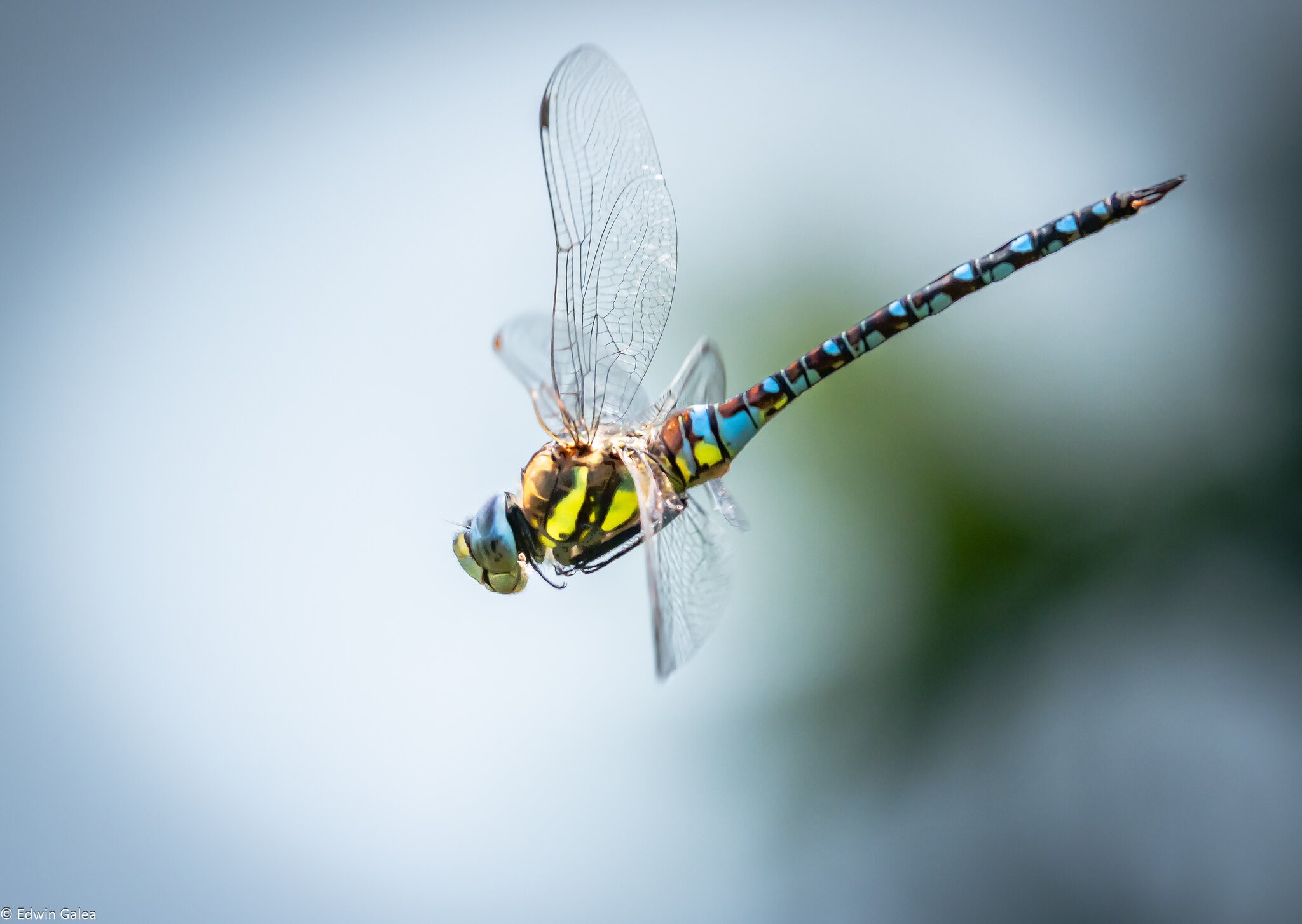 dragonfly-6.jpg