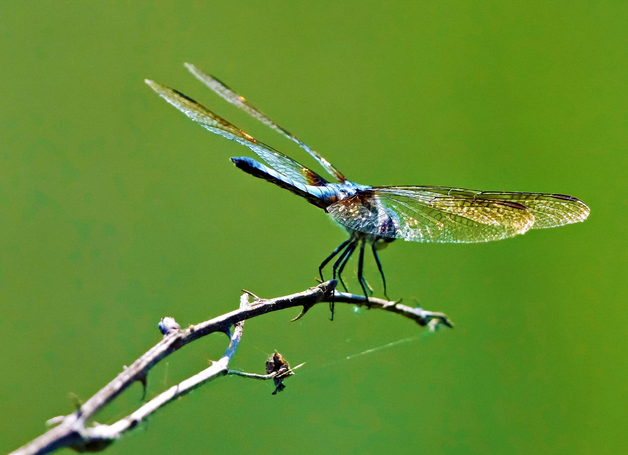 DragonFly1.jpg