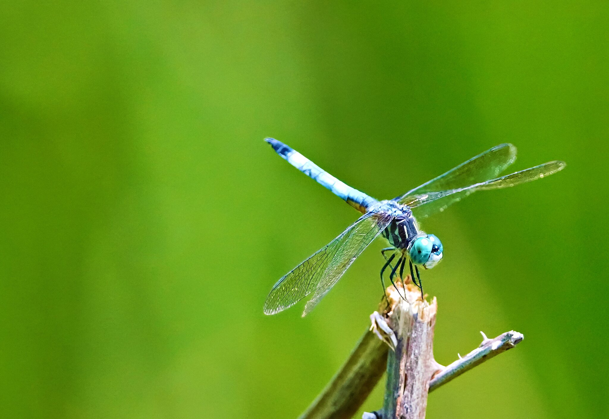 DragonFly2.jpg