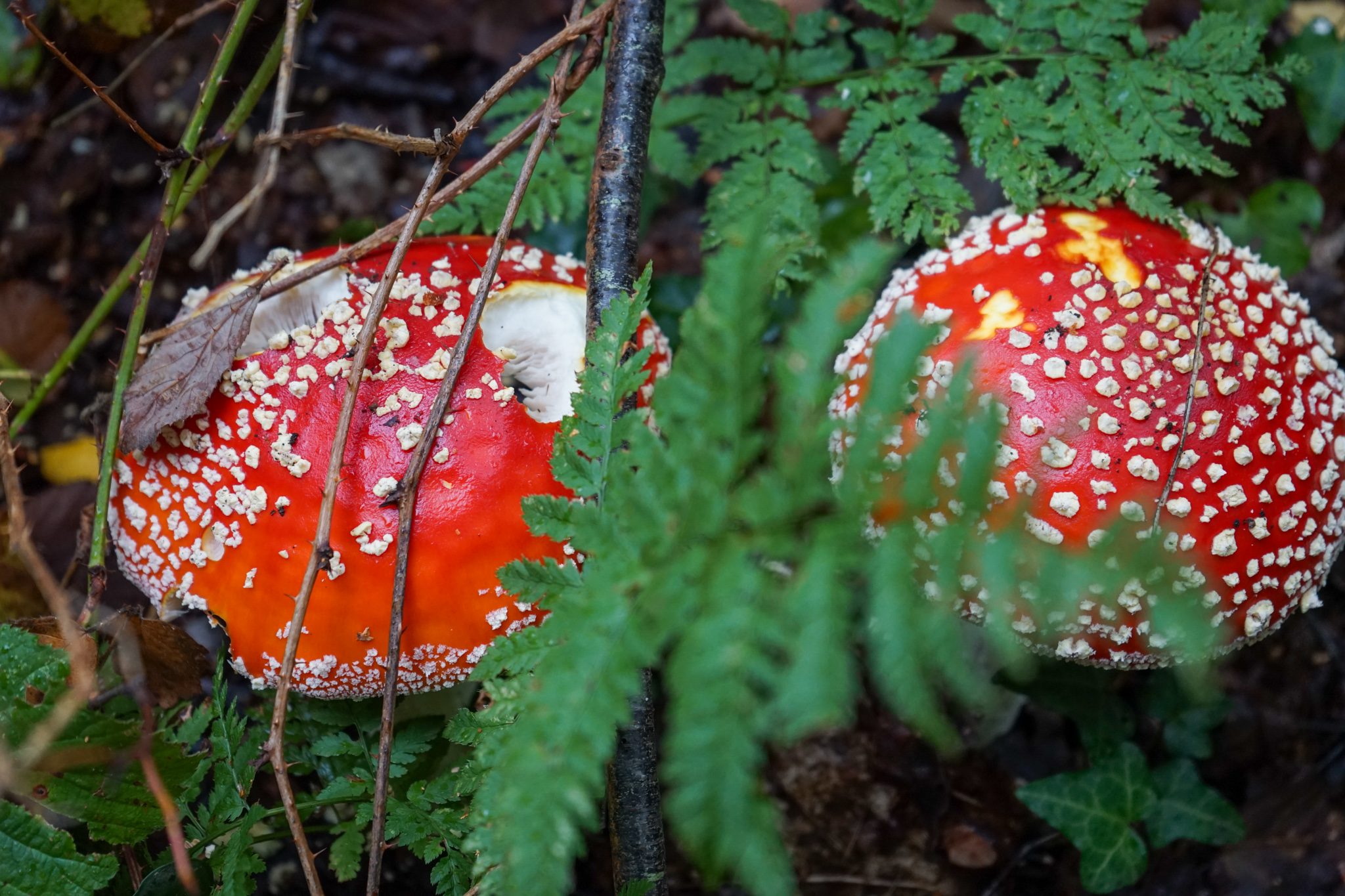 DSC00462.jpg