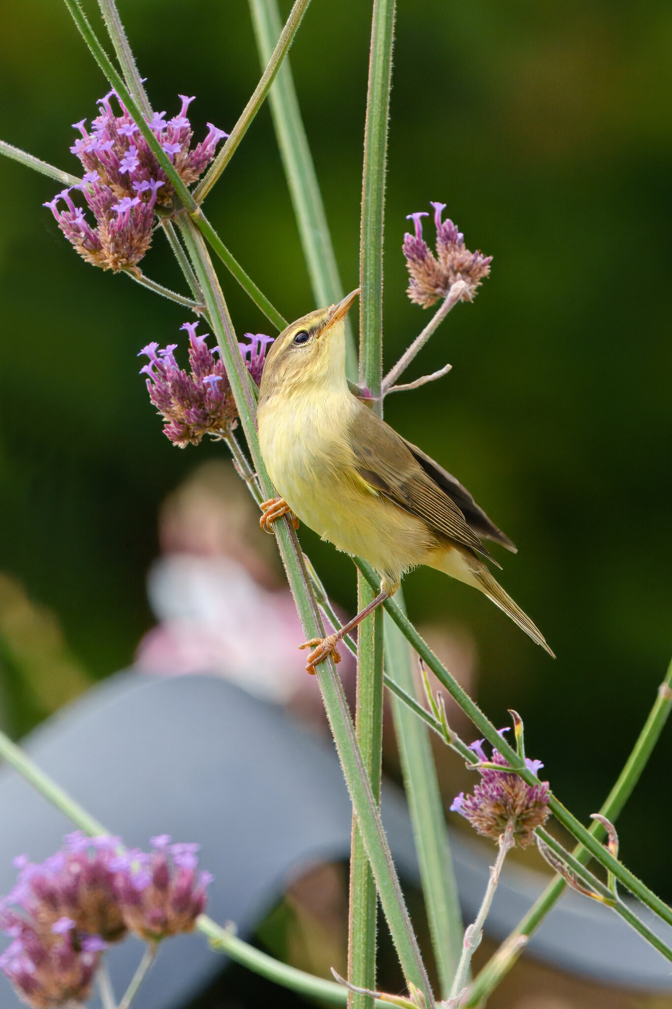 DSC00717 - Willow warbler.jpeg