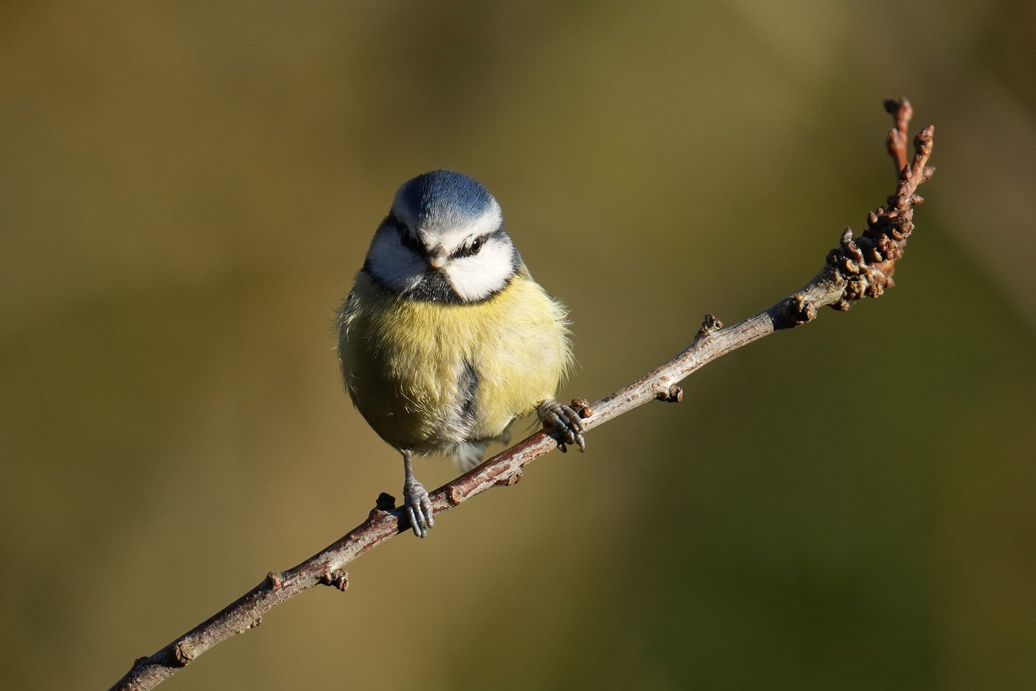 DSC00804-3000px-bluetit.jpg