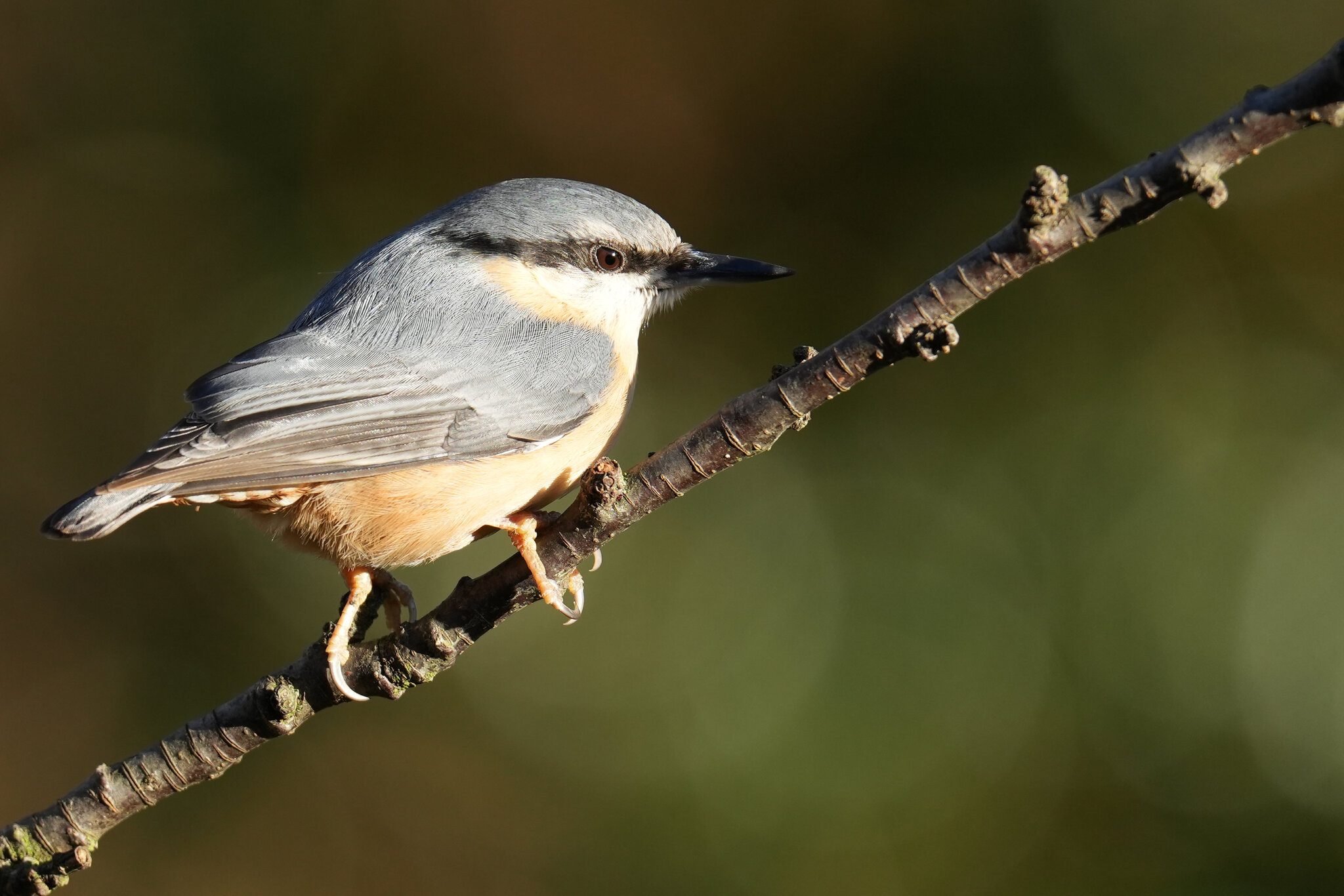 DSC00810-3500px-nuthatch.jpg