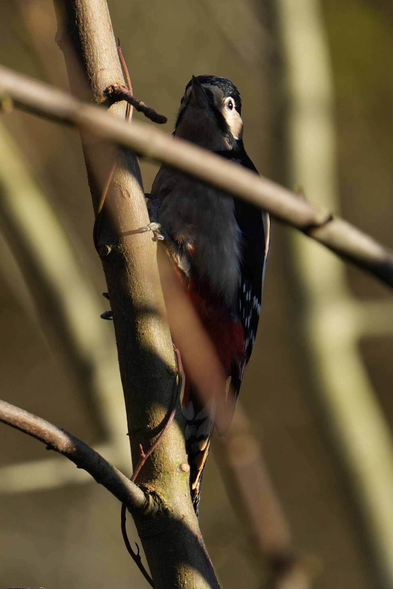 DSC00837-3000px-woodpecker.jpg