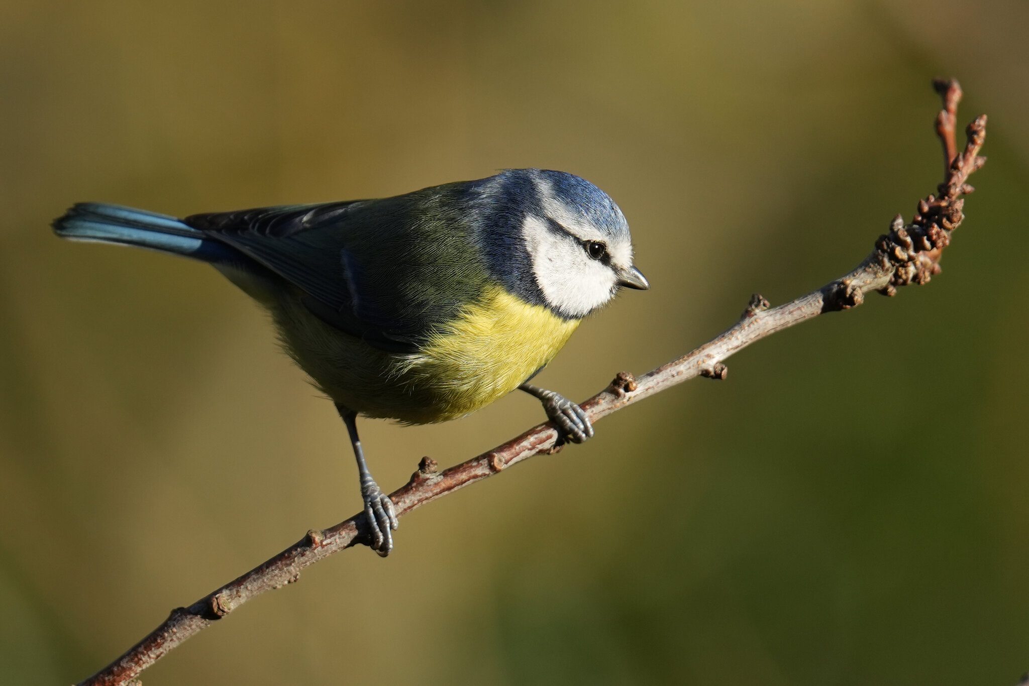 DSC00851-3000px-bluetit.jpg